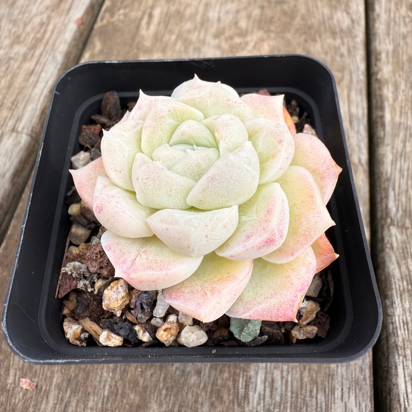 0209 Echeveria Elegans 'Crystal'