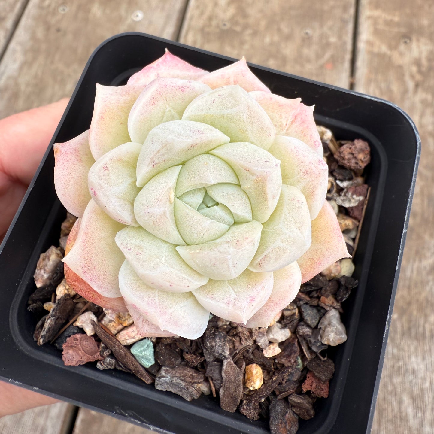 0209 Echeveria Elegans 'Crystal'