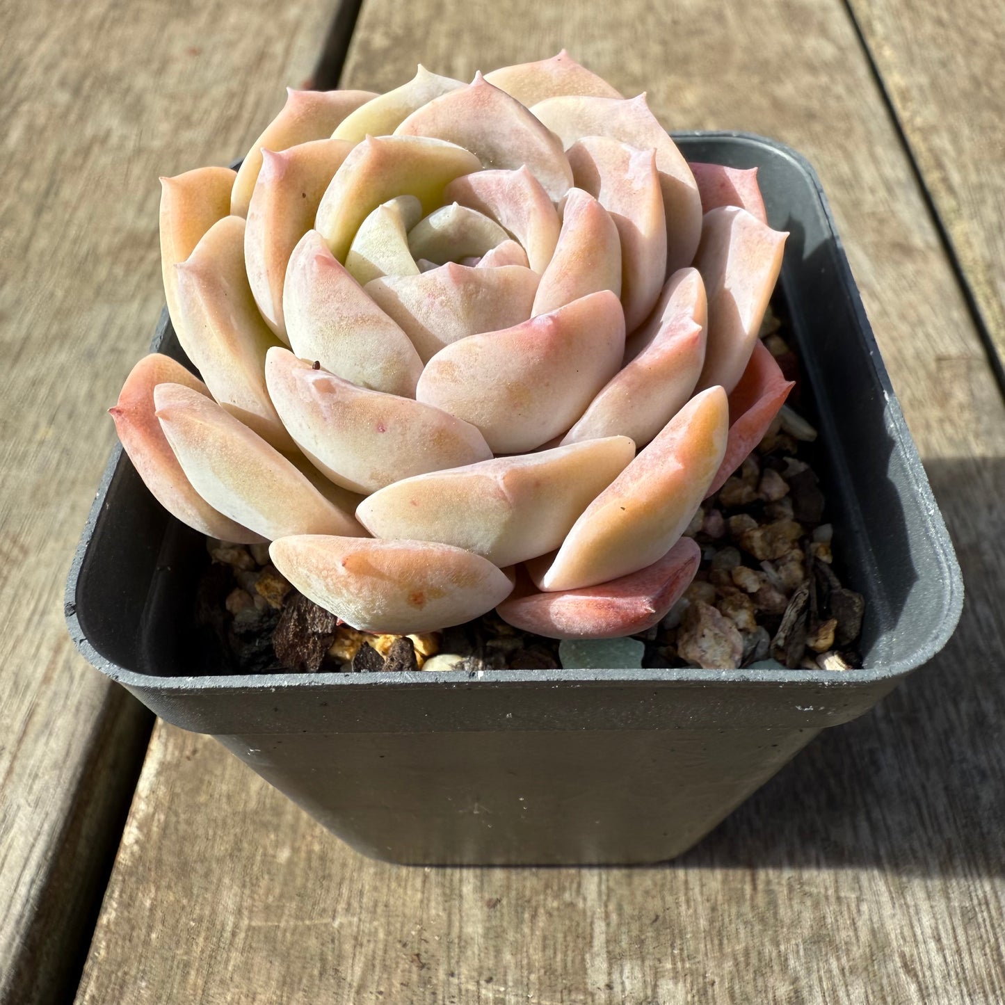 0209 Echeveria Everhart