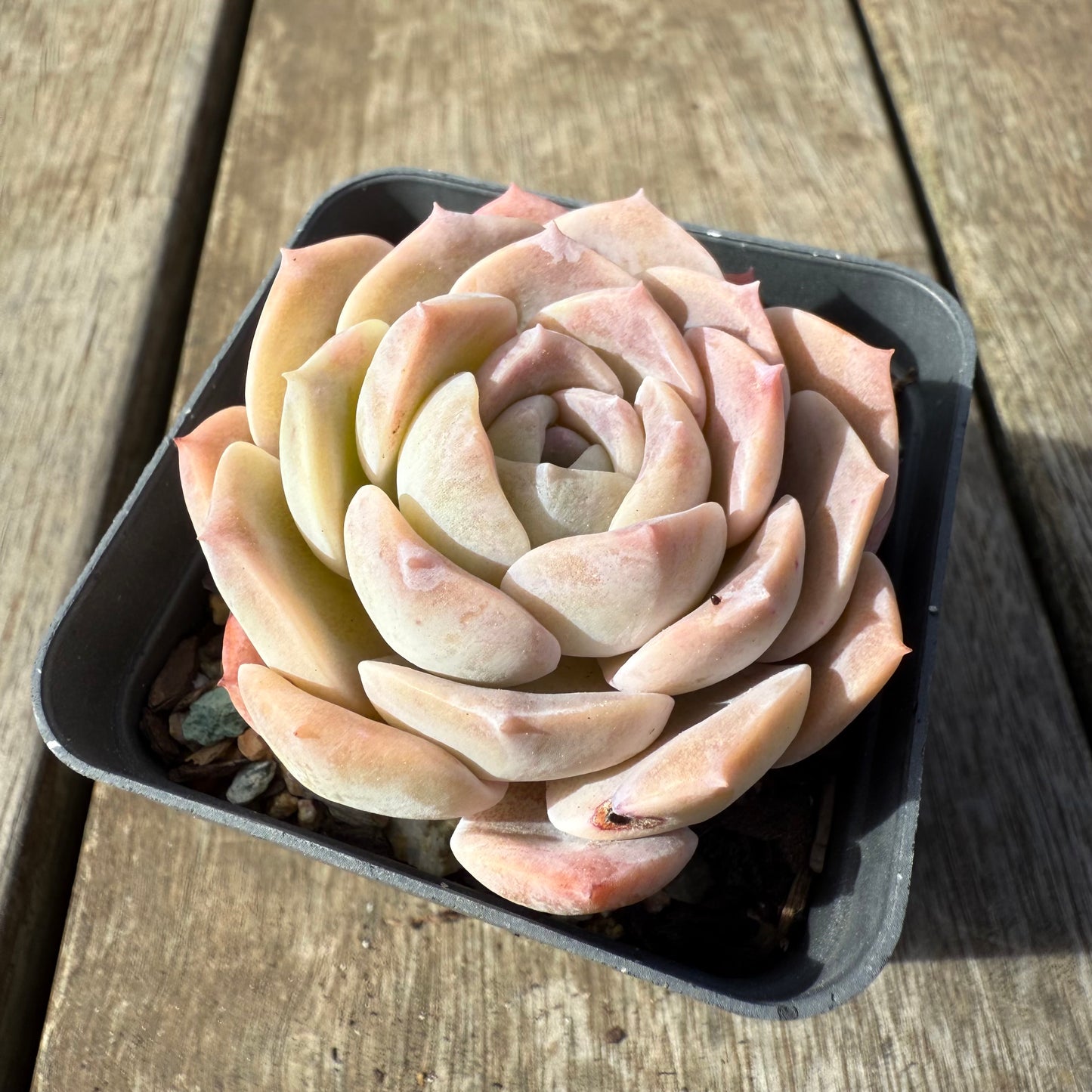 0209 Echeveria Everhart