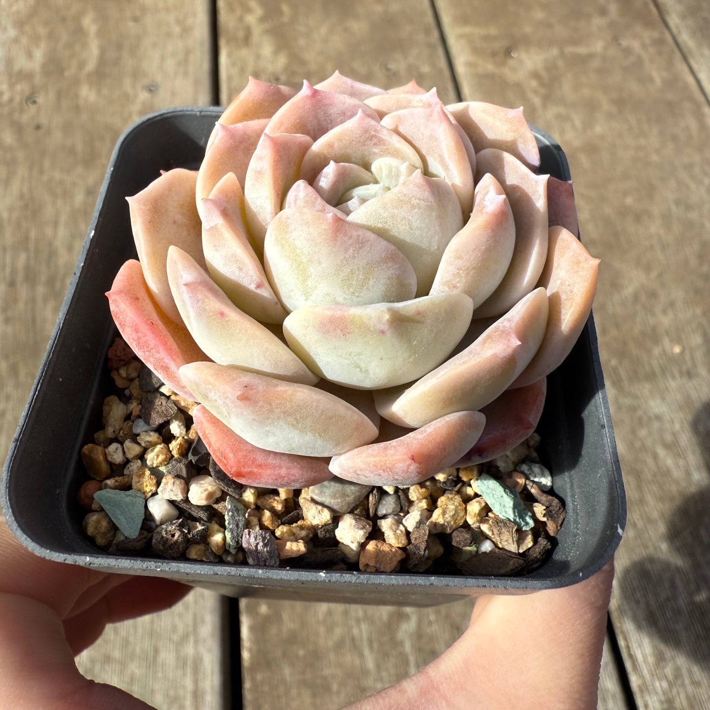 0209 Echeveria Everhart
