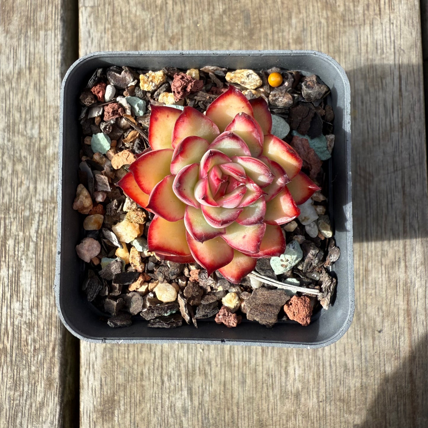 0209 Echeveria Flaming Red Lips