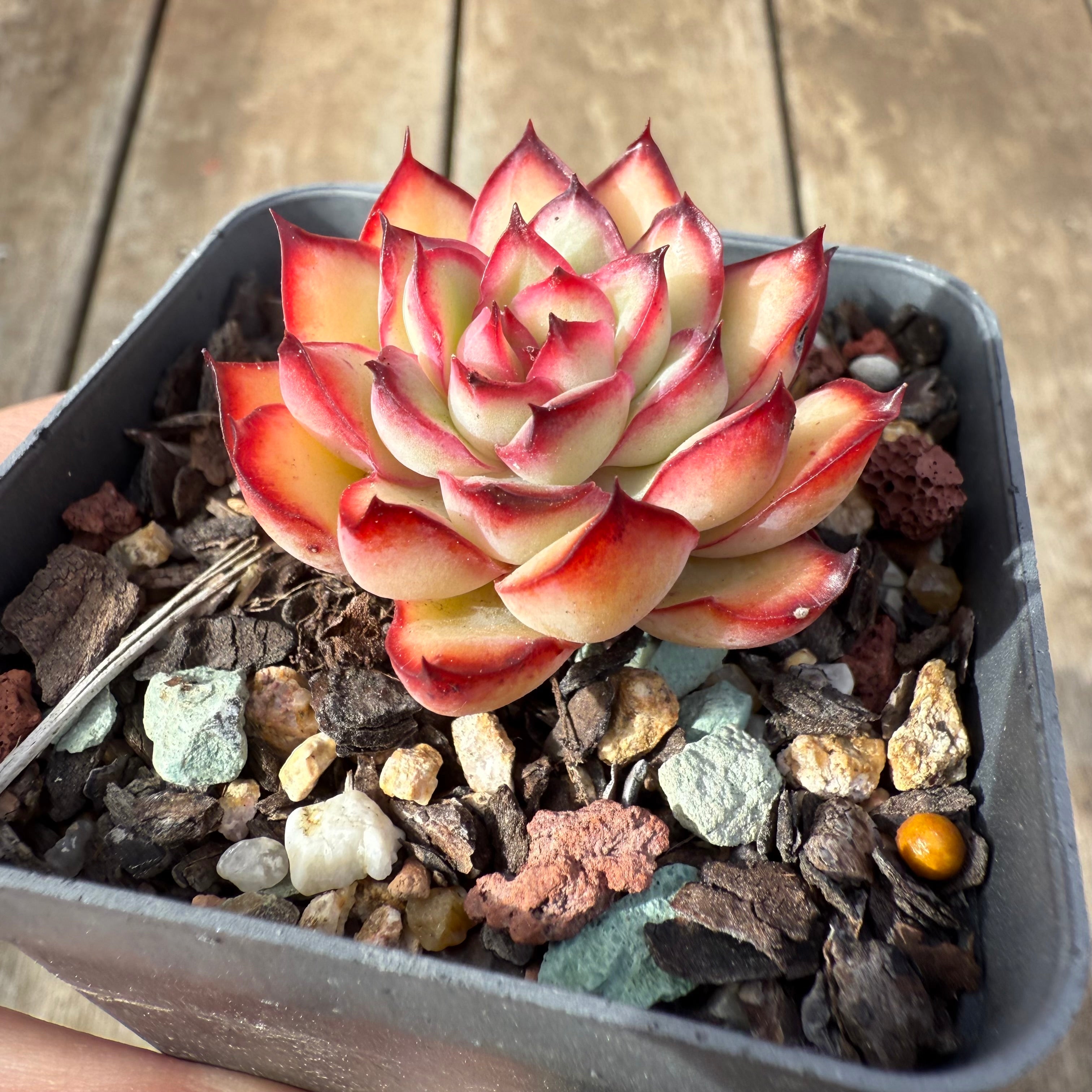 red lips succulent 0209 Echeveria Flaming Red Lips