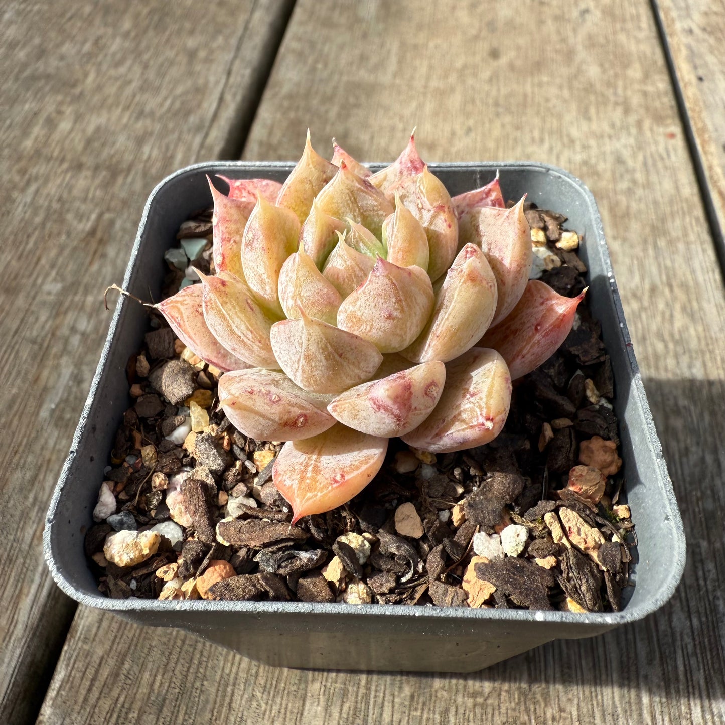0209 Echeveria Galaxy