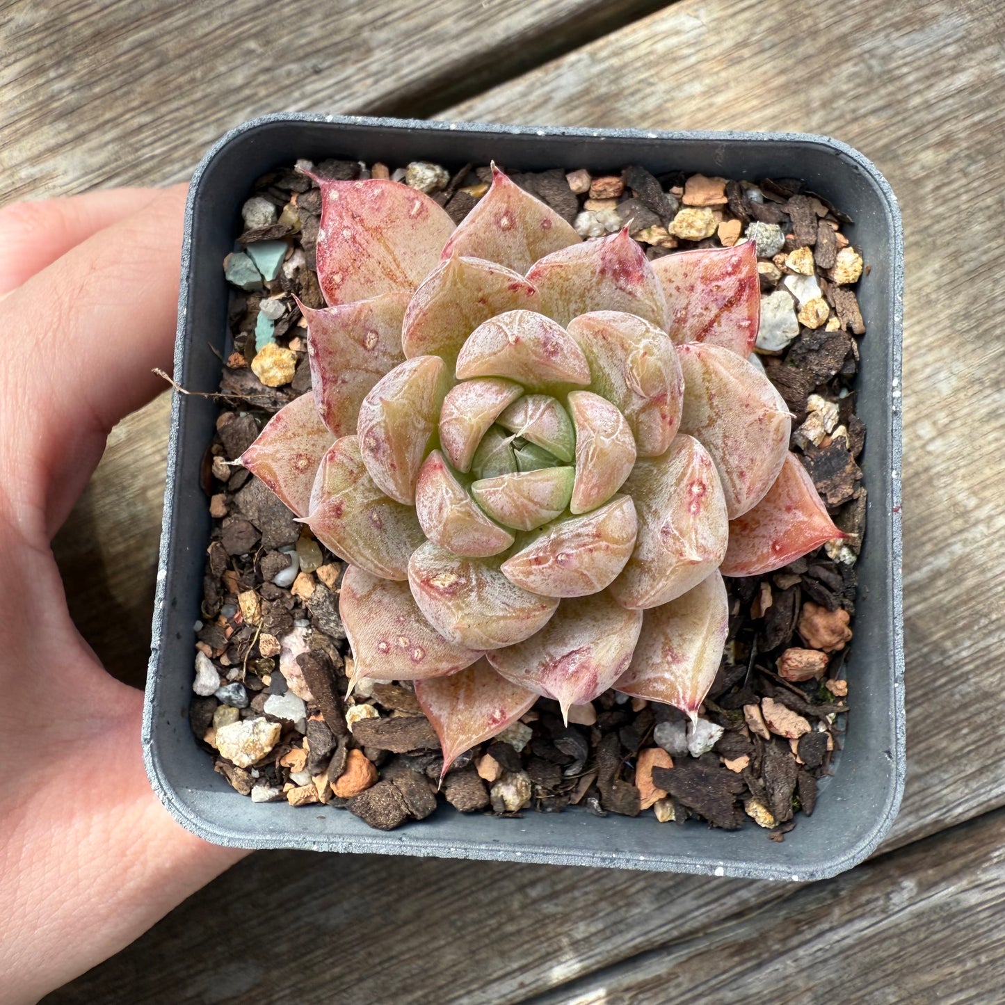 0209 Echeveria Galaxy