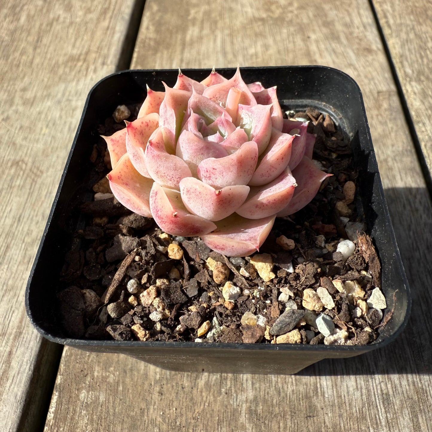0209 Echeveria 'Jellyfish'