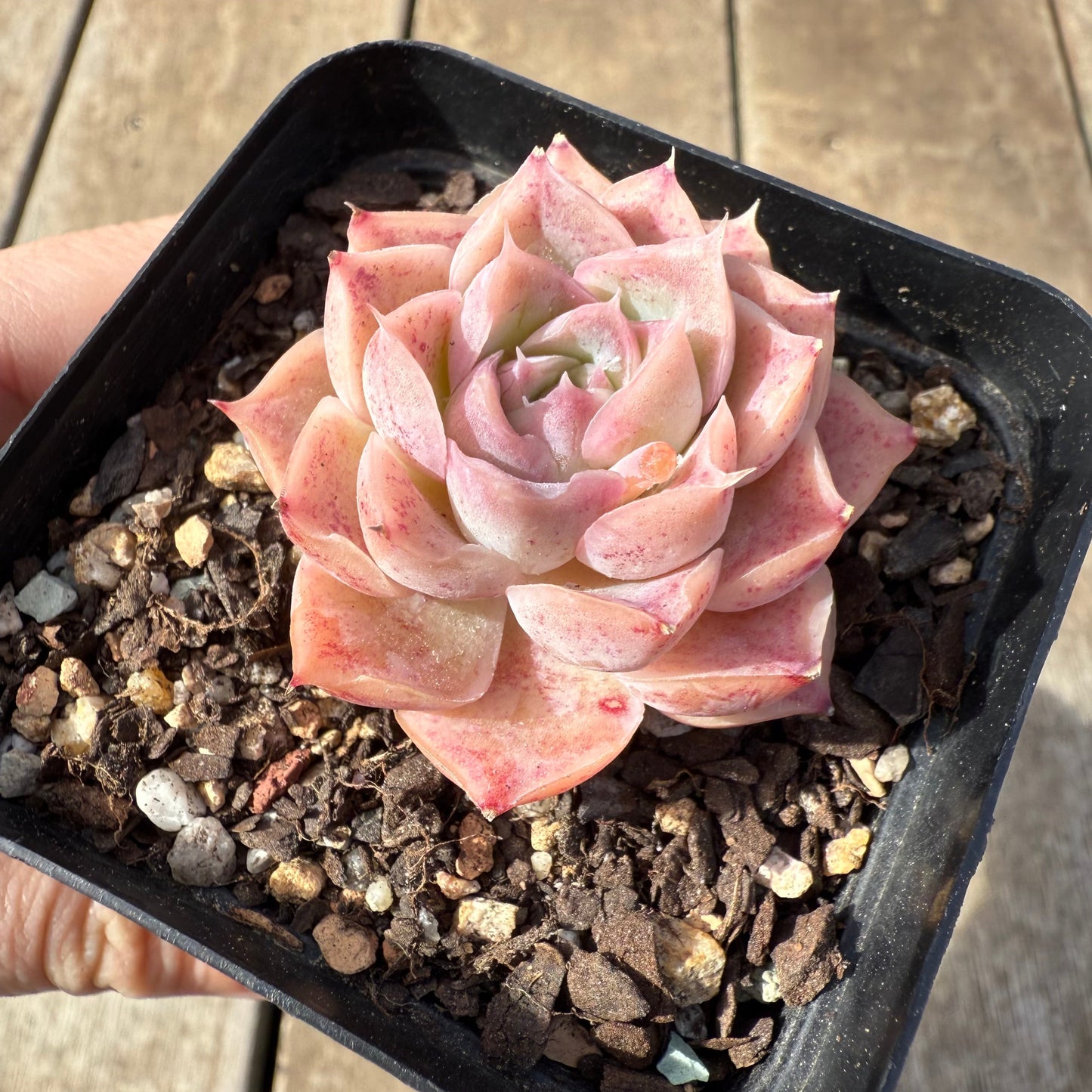 0209 Echeveria 'Jellyfish'
