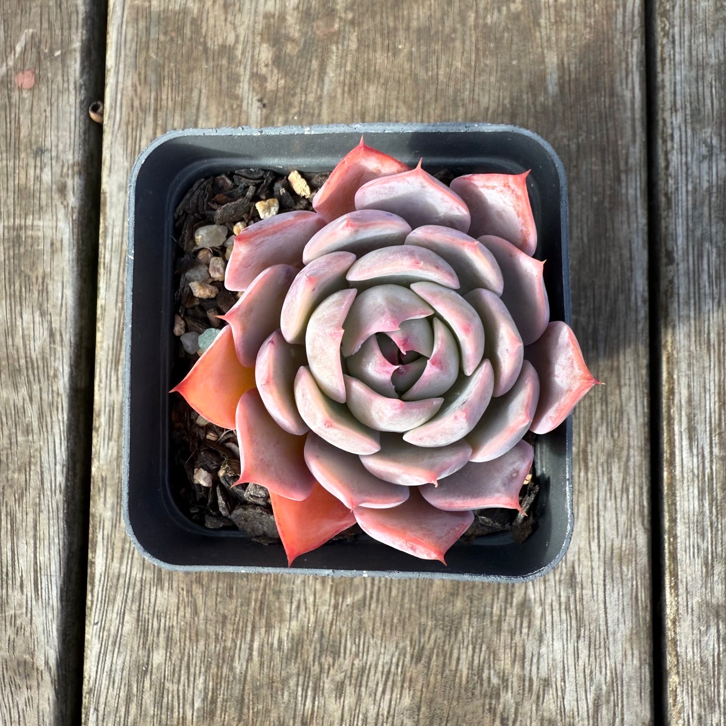 0209 Echeveria Laulensis x Tuxpan