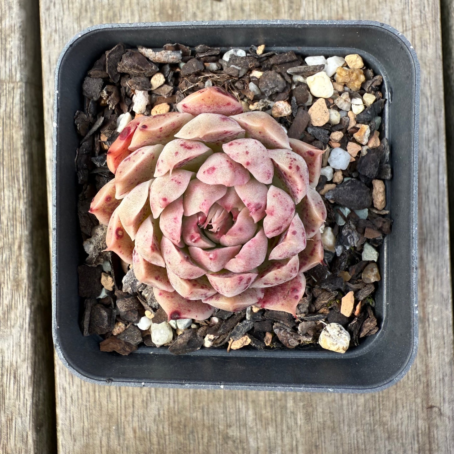 0209 Echeveria Malgan 'Gilo'