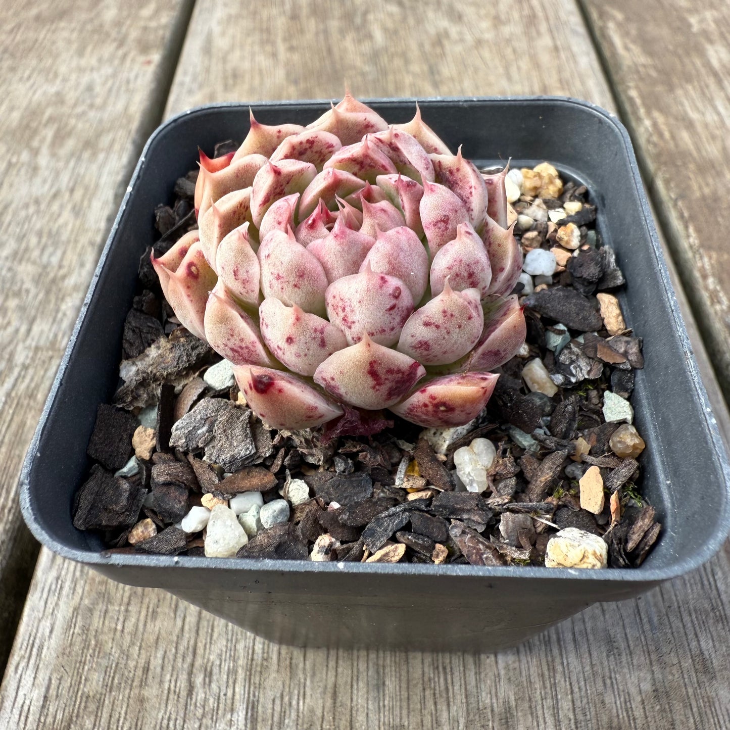 0209 Echeveria Malgan 'Gilo'