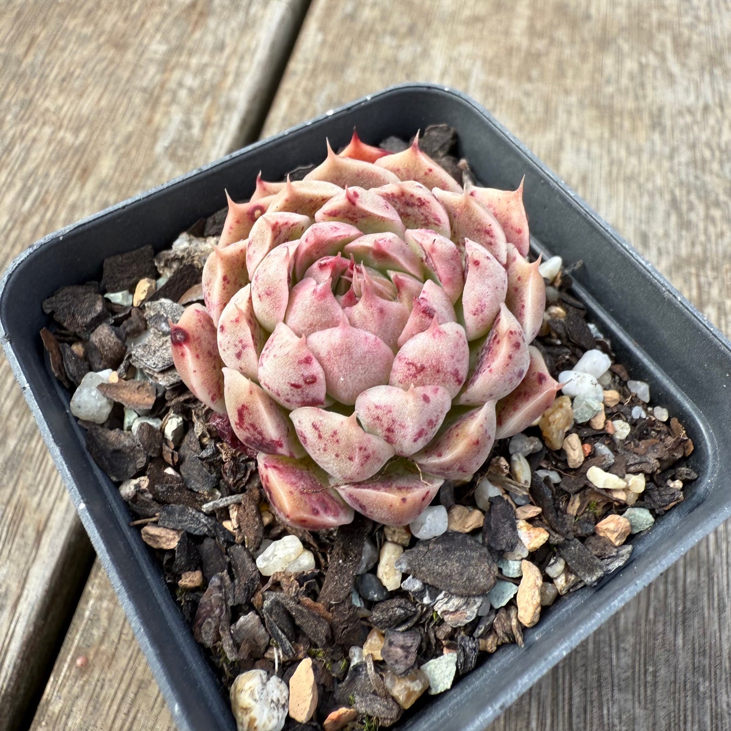 0209 Echeveria Malgan 'Gilo'
