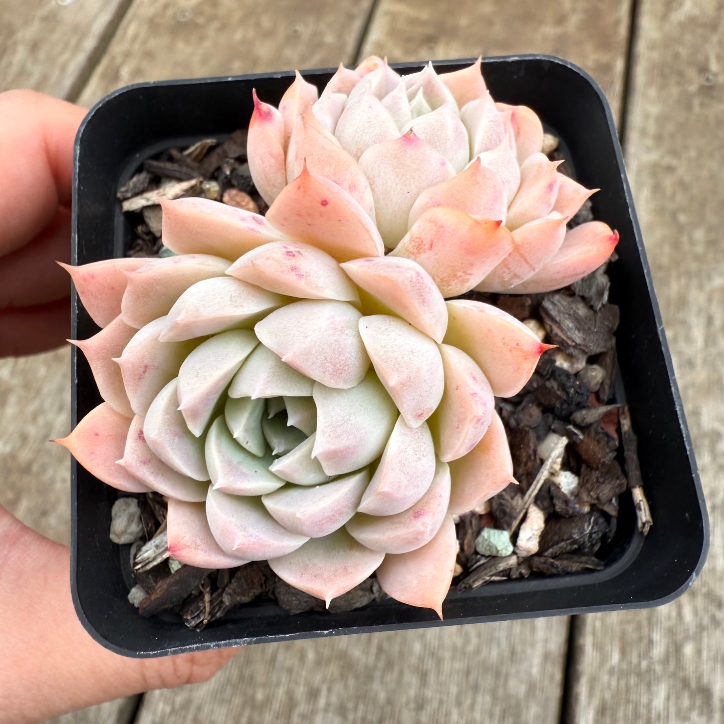 0209 Echeveria Pink Rose