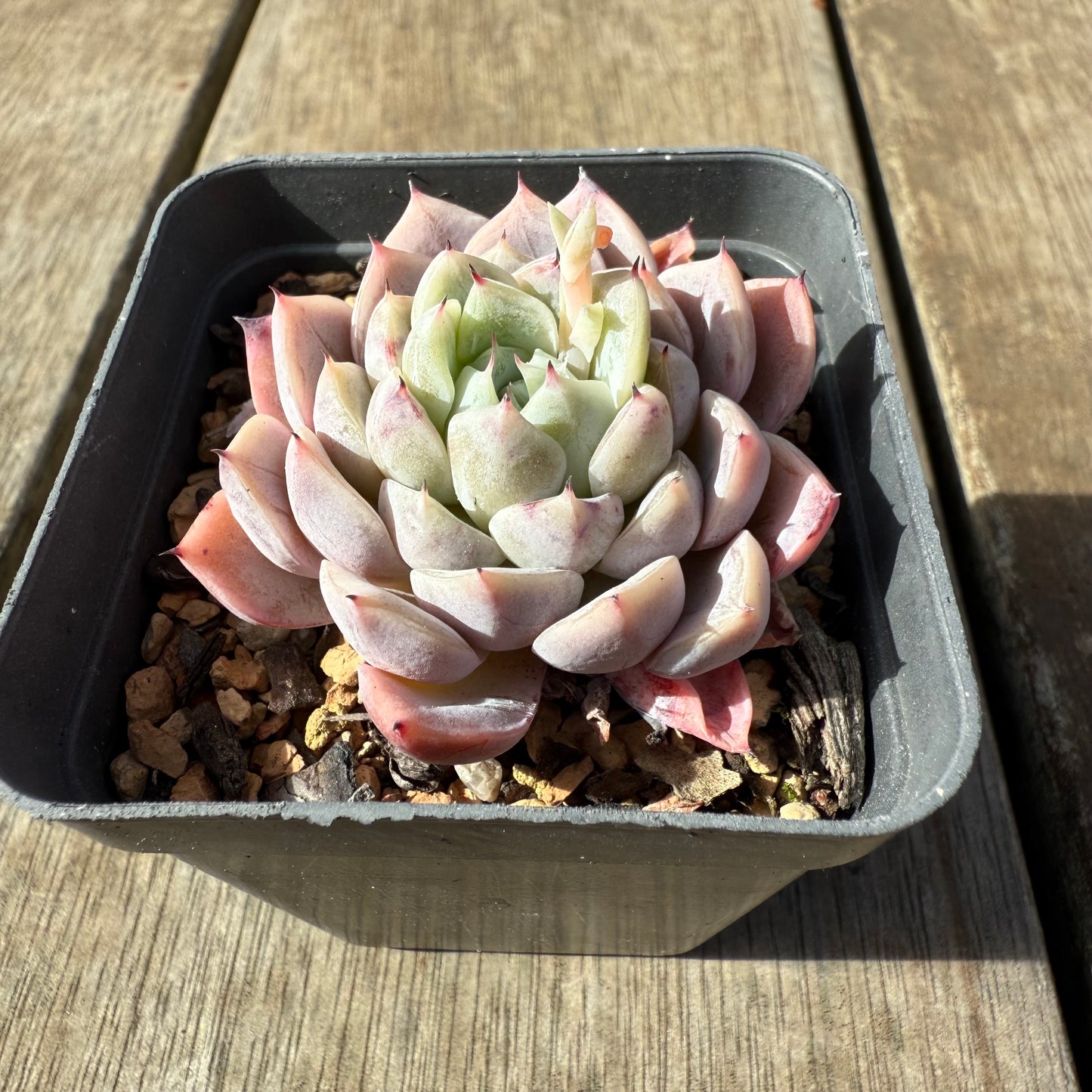 0209 Echeveria Violet Princess