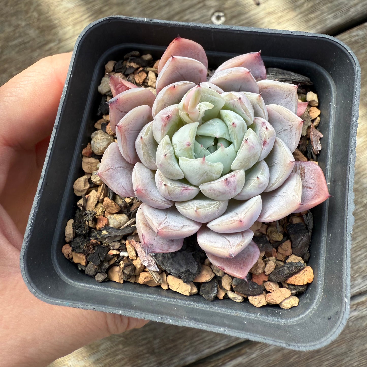 0209 Echeveria Violet Princess