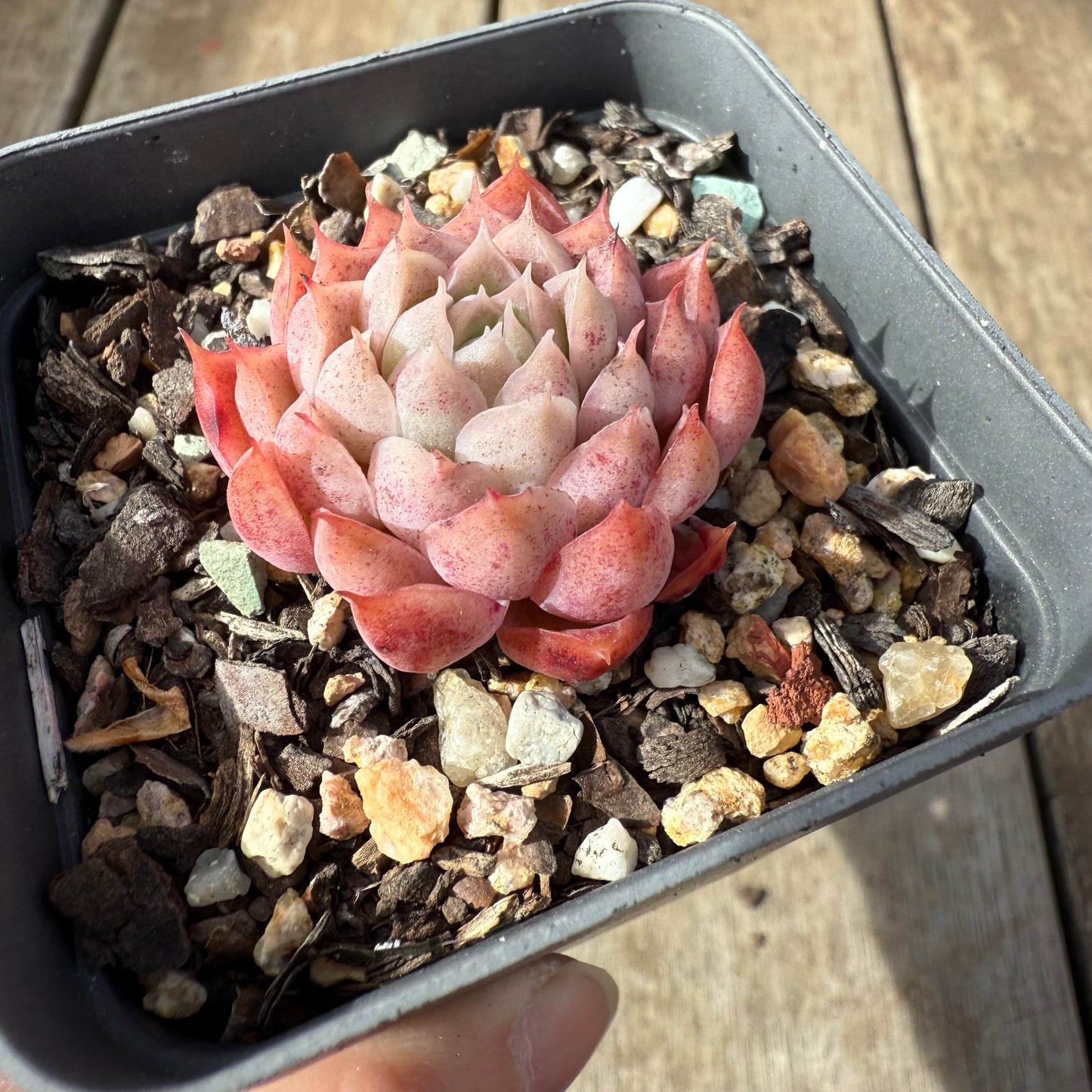 0209 Echeveria 'Berrykiss'