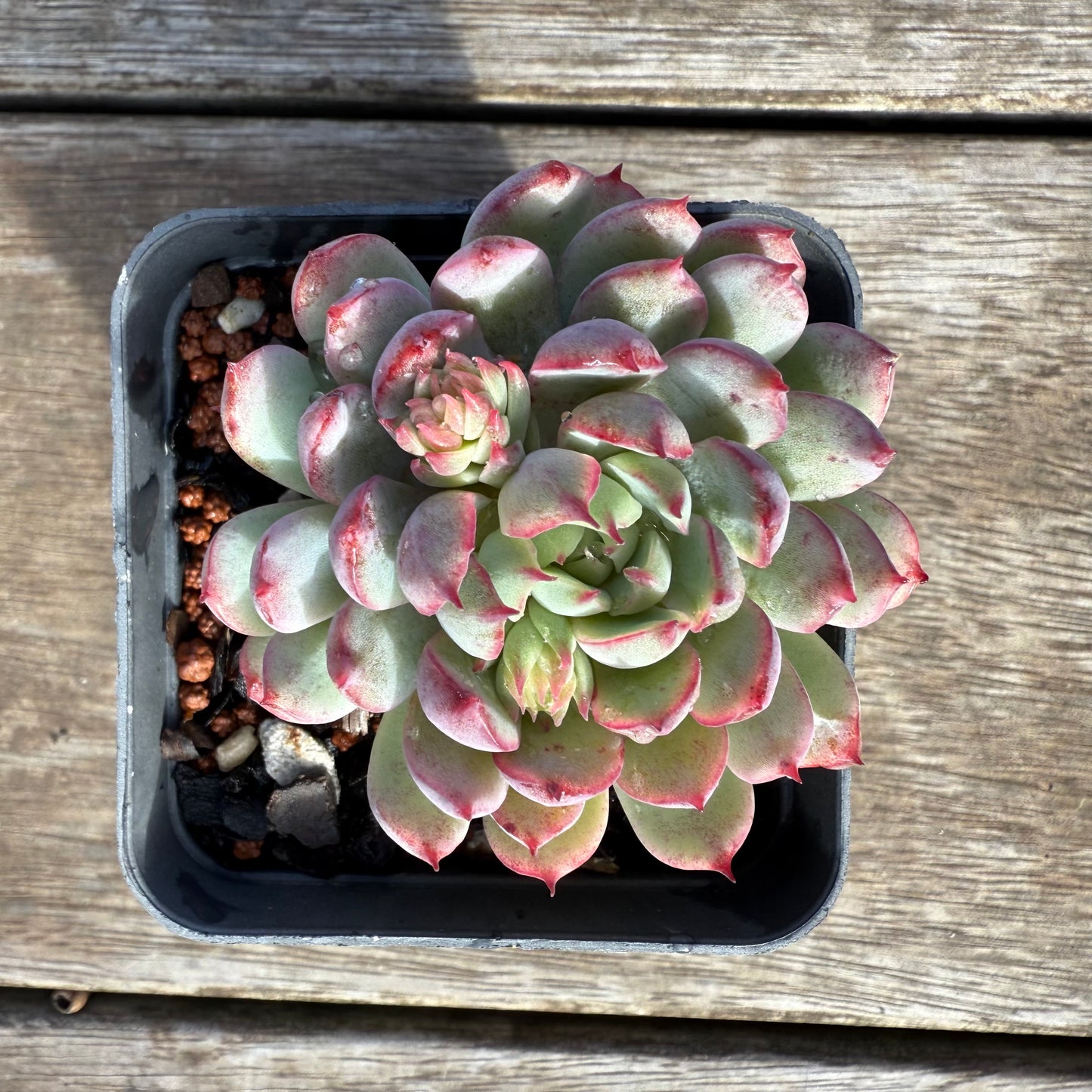 0209 Echeveria 'Red Skirt'