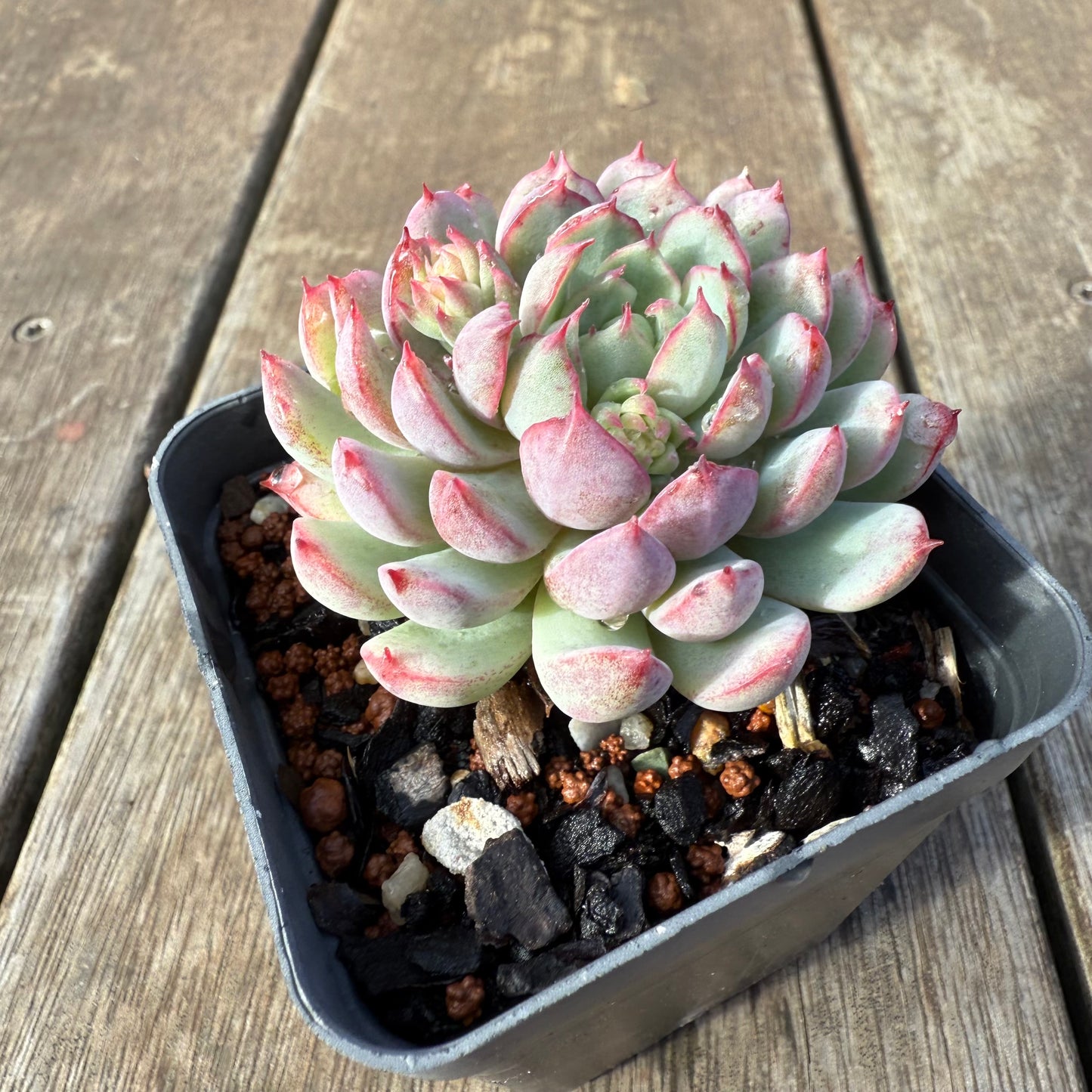 0209 Echeveria 'Red Skirt'