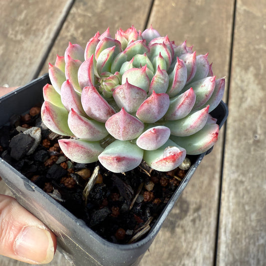 0209 Echeveria 'Red Skirt'