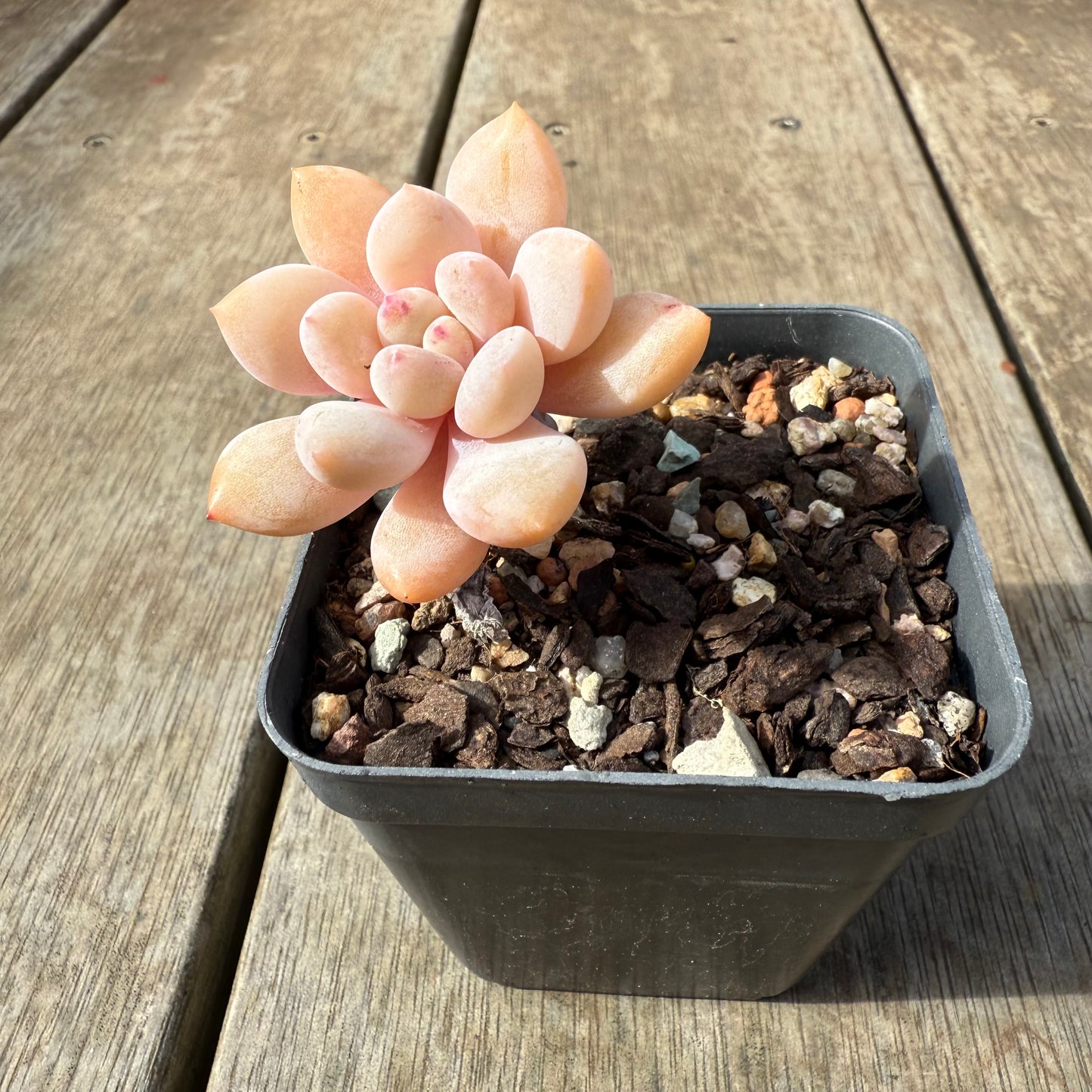 0209 Pachyveria Snow Beauty