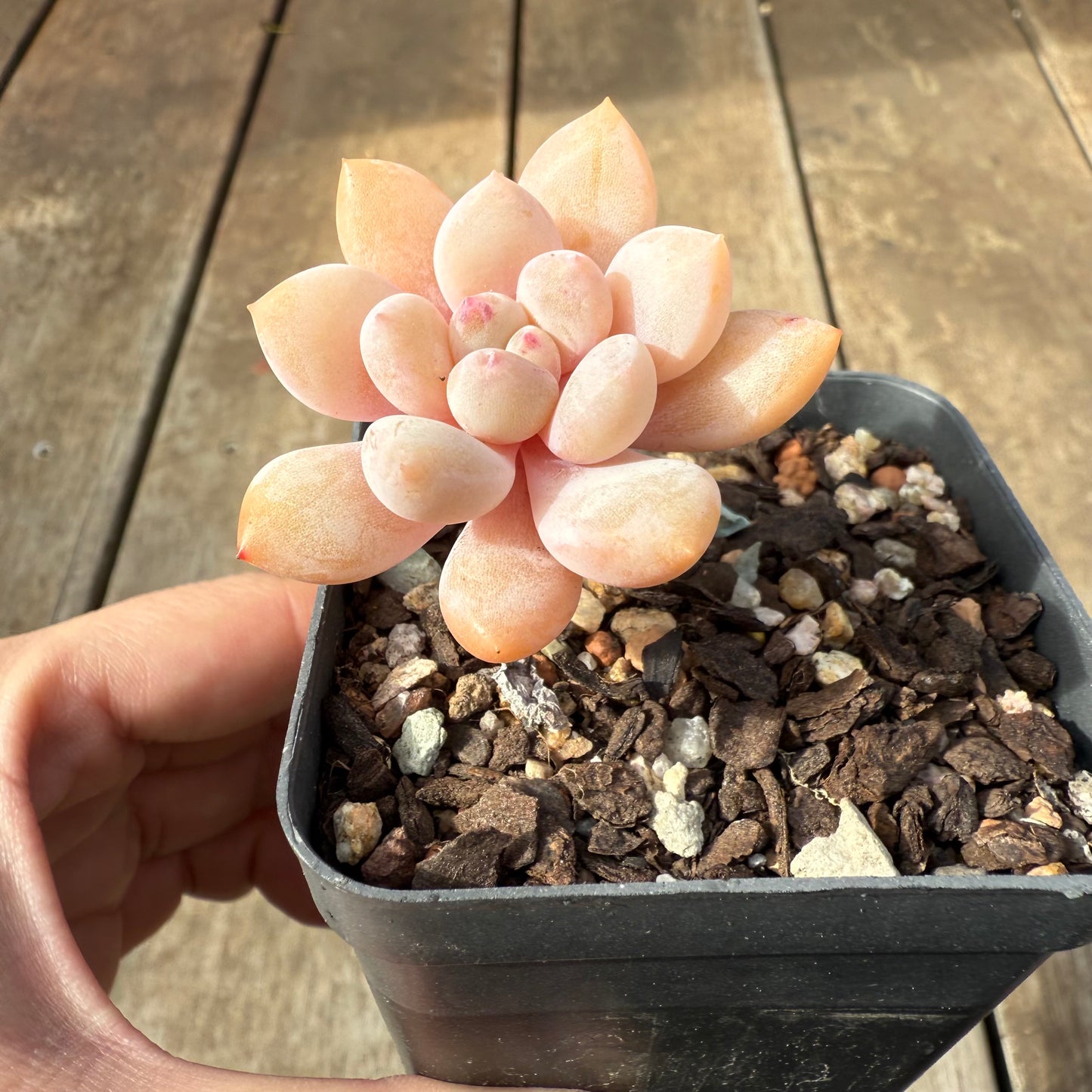 0209 Pachyveria Snow Beauty