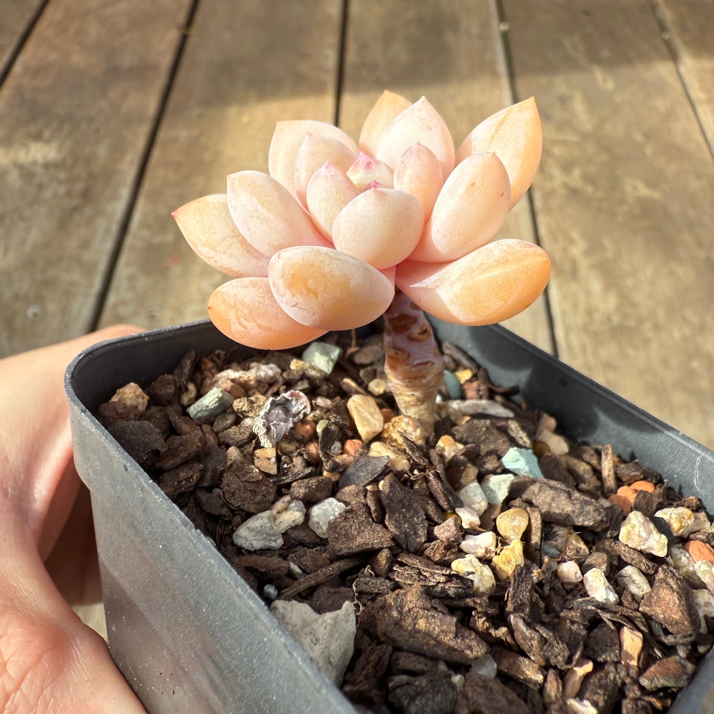 0209 Pachyveria Snow Beauty