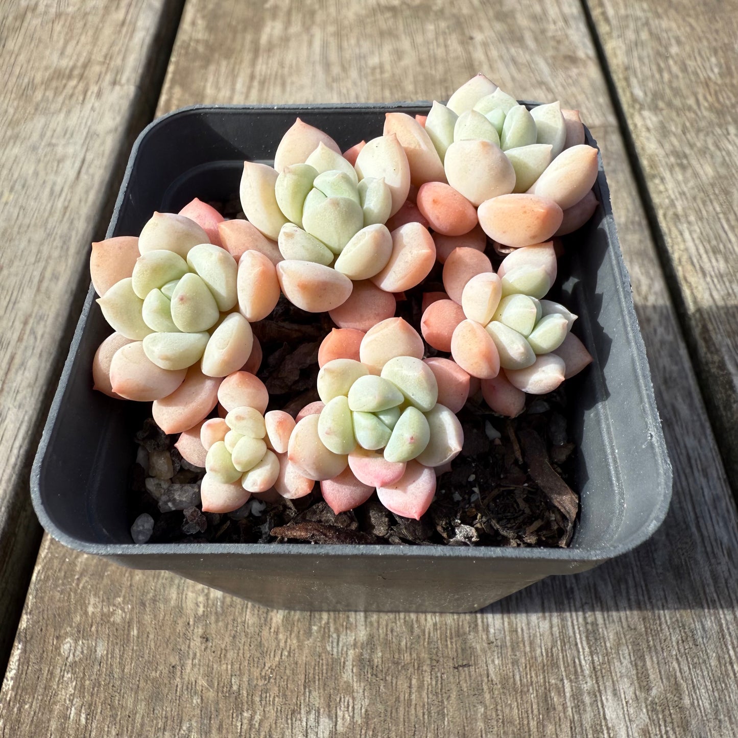 0209 Sedeveria Pudgy
