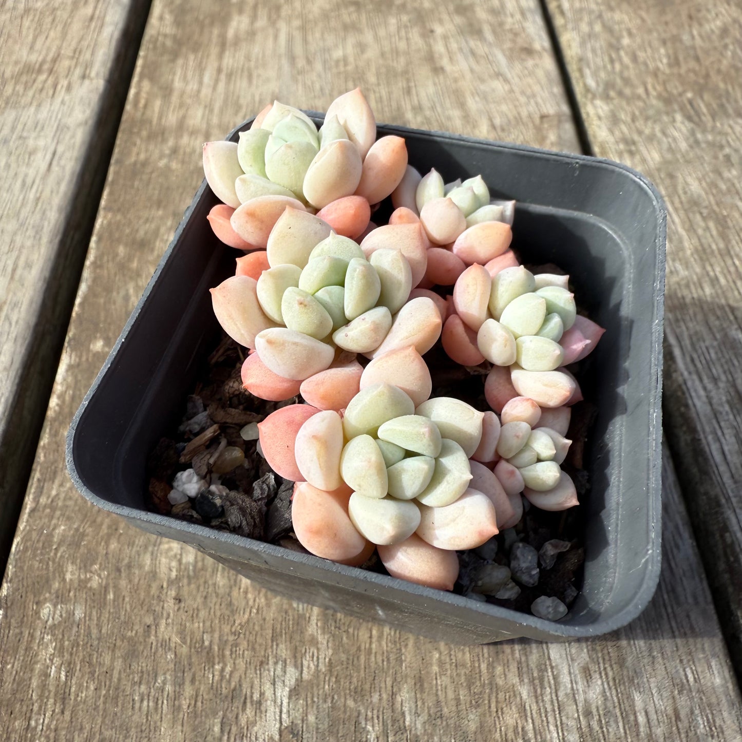 0209 Sedeveria Pudgy