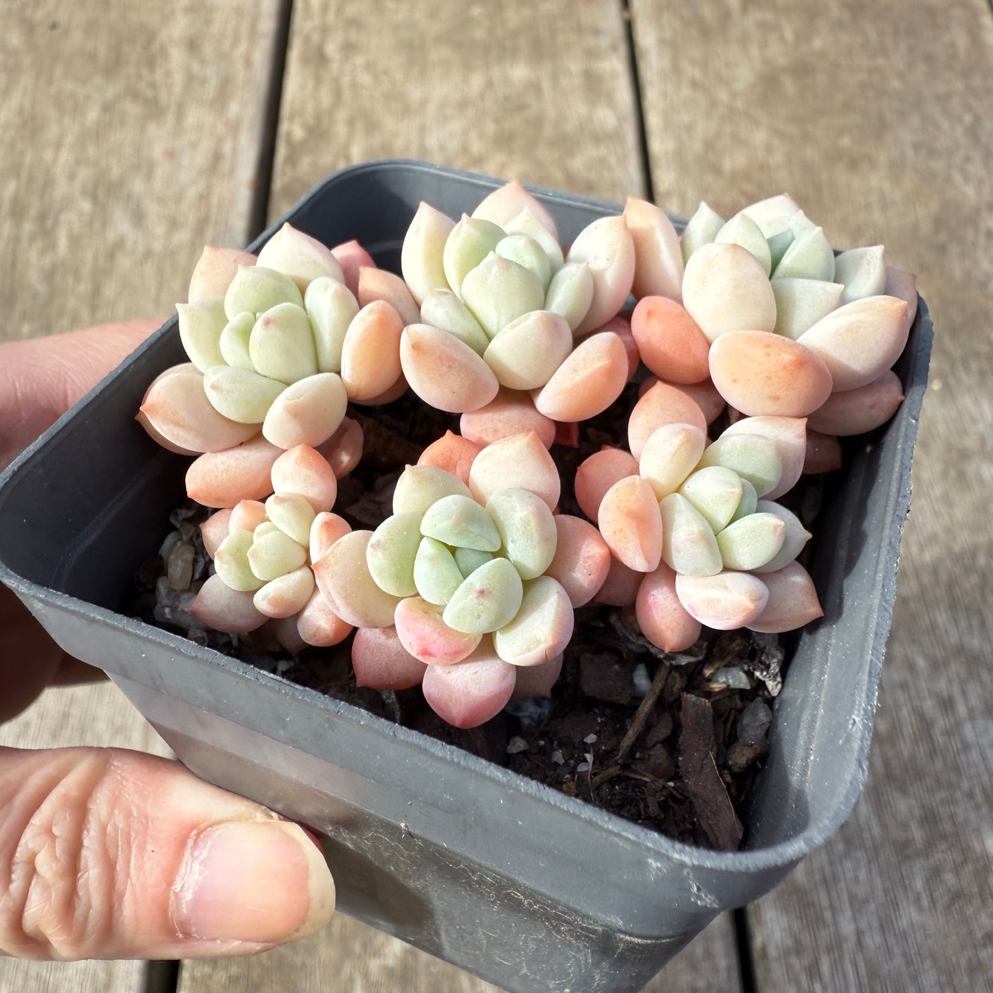 0209 Sedeveria Pudgy