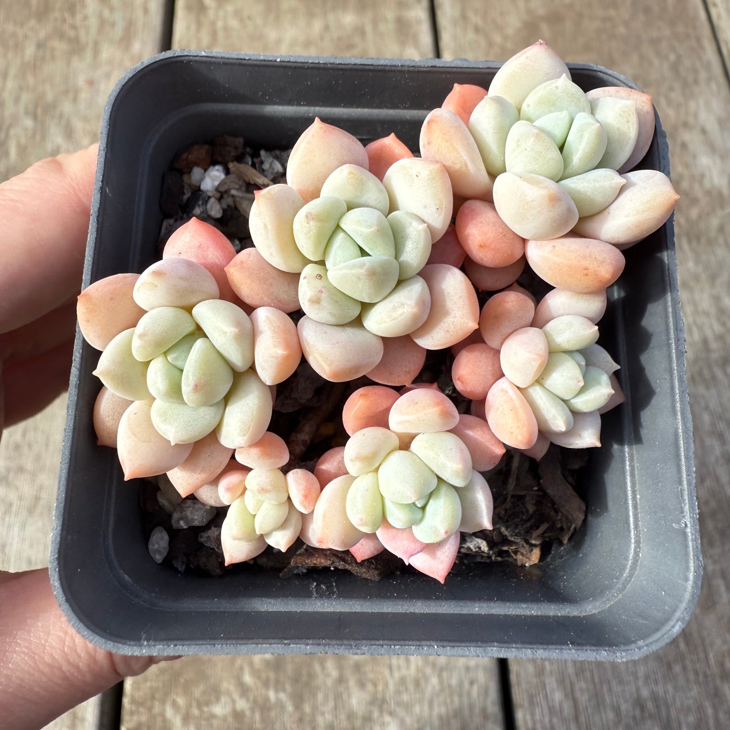 0209 Sedeveria Pudgy