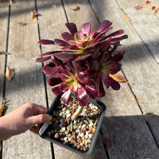 0306 Aeonium Medusa