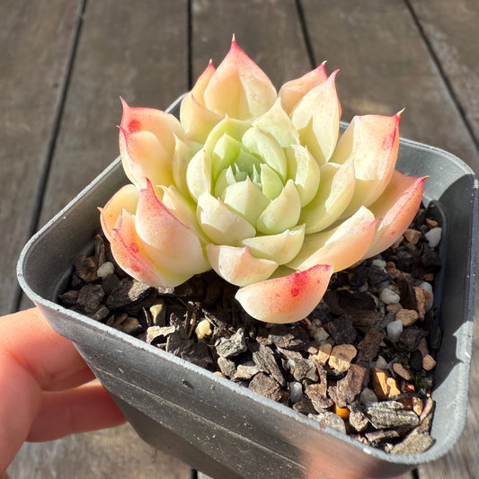 0306 Echeveria 'Icy Beauty'