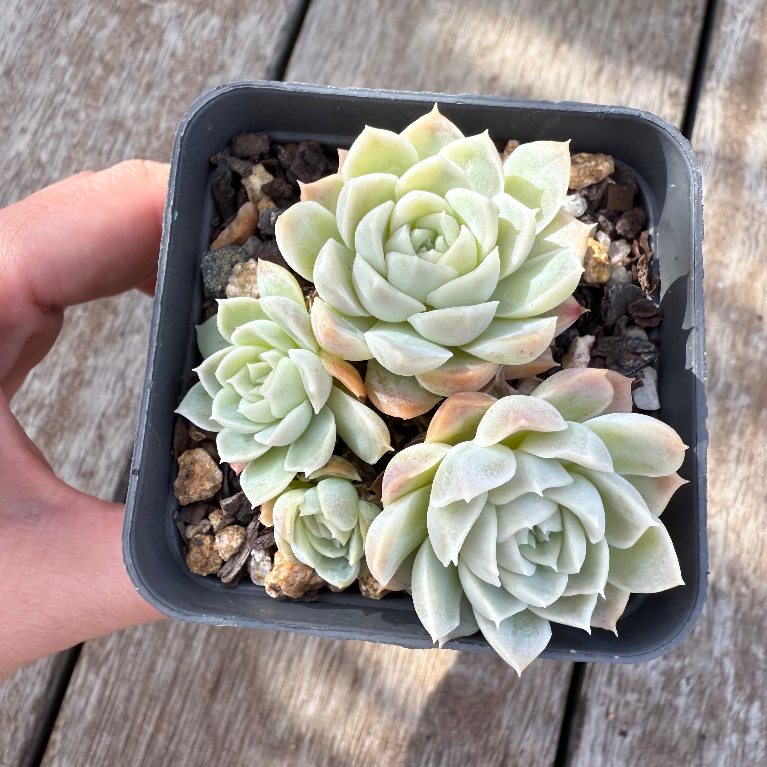 echeveria white rose succulent 0306 Echeveria 'White Rose' (Clump)
