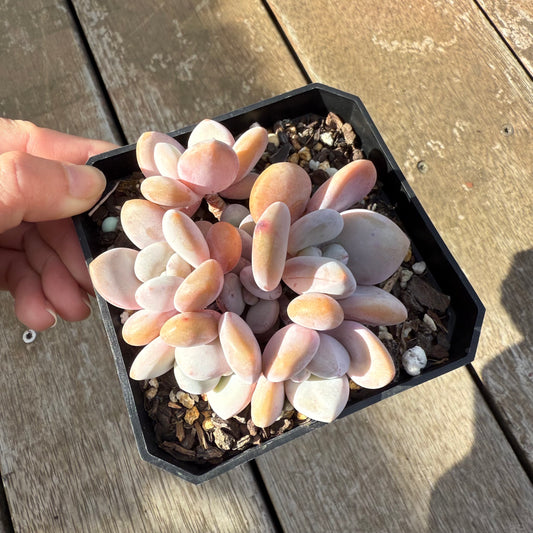 0306 Graptoveria Snow Peach (Large Clump)