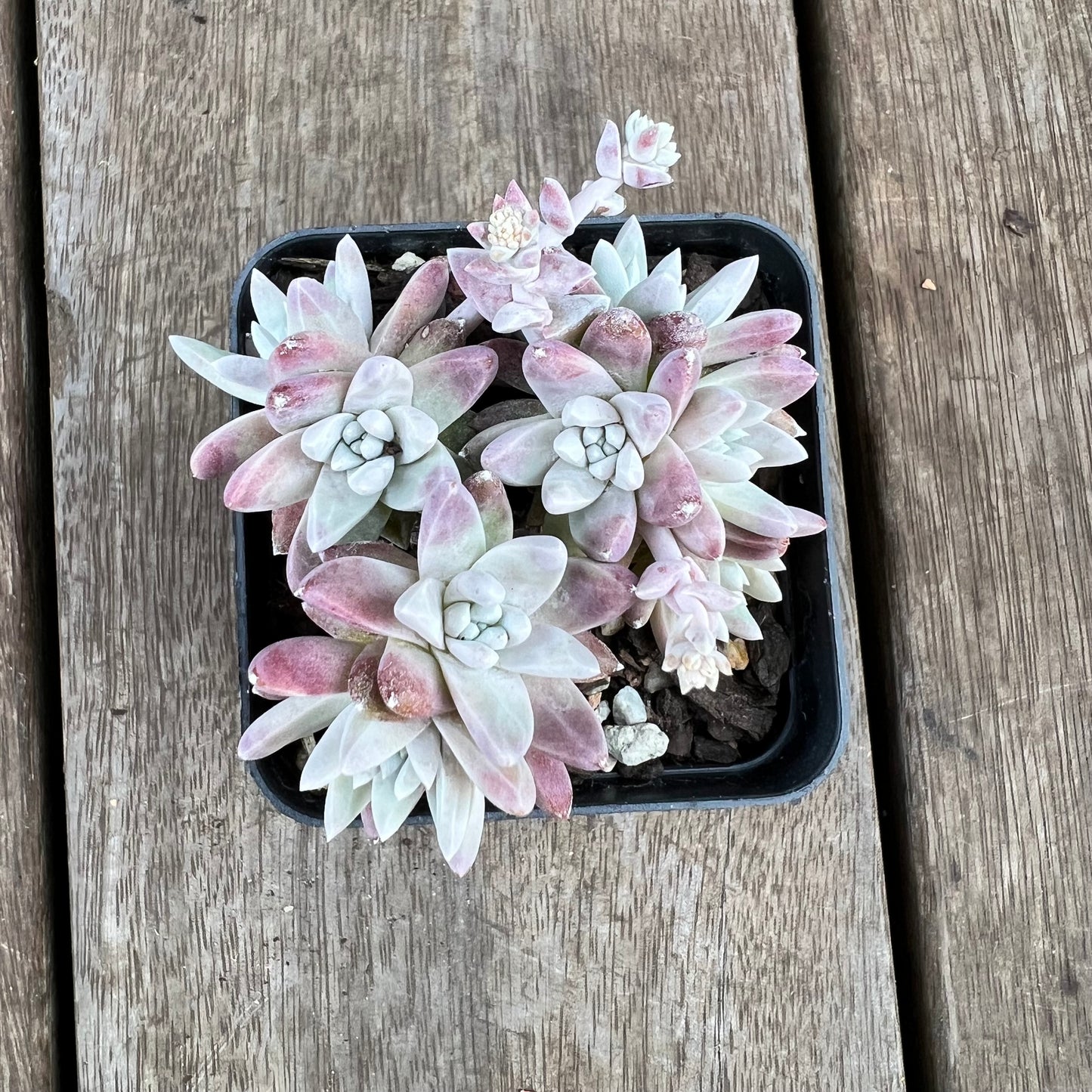 0310 Dudleya Greenei 'White Sprite'