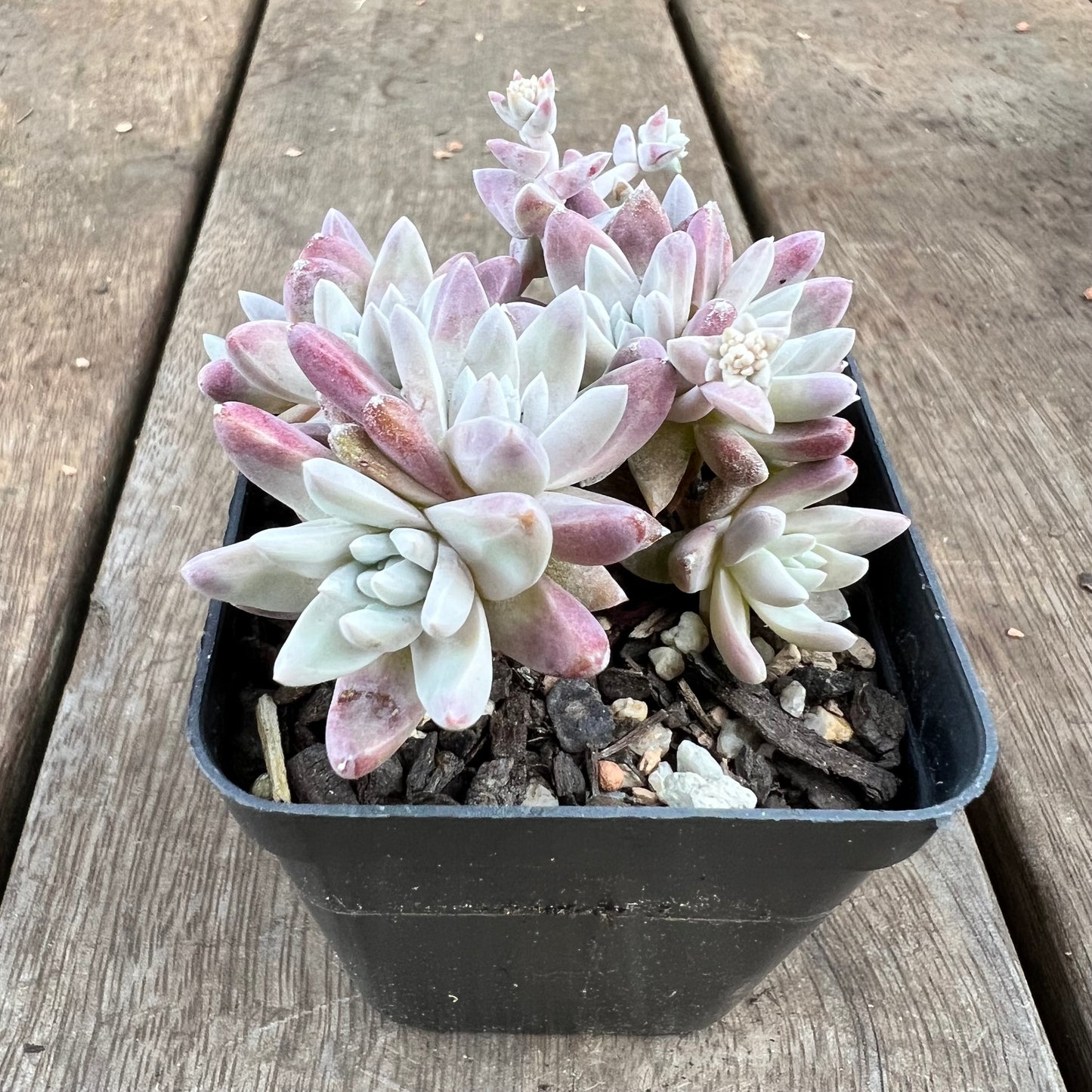 0310 Dudleya Greenei 'White Sprite'