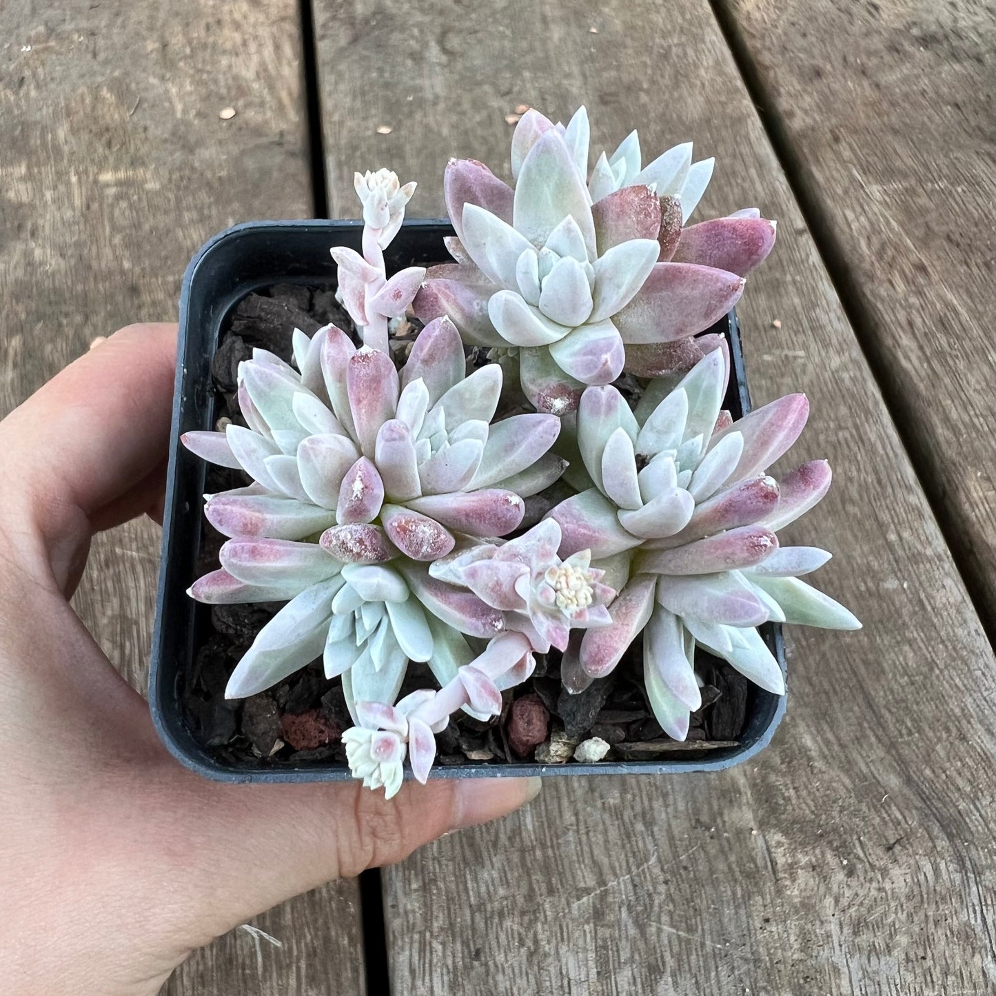 0310 Dudleya Greenei 'White Sprite'
