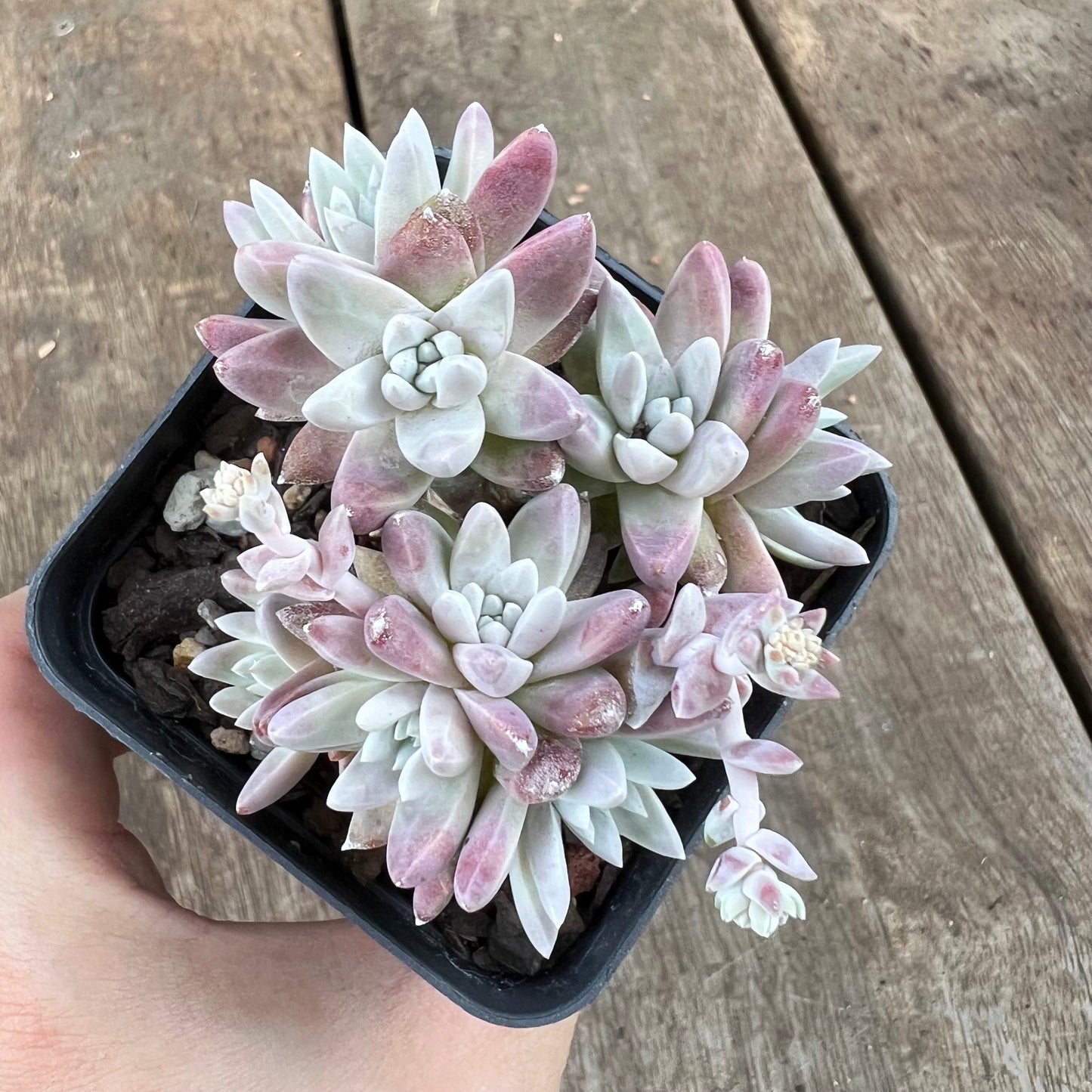 0310 Dudleya Greenei 'White Sprite'