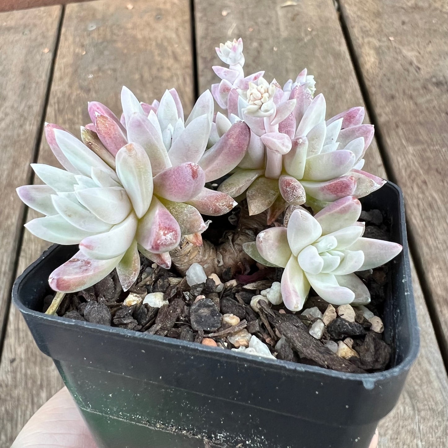 0310 Dudleya Greenei 'White Sprite'