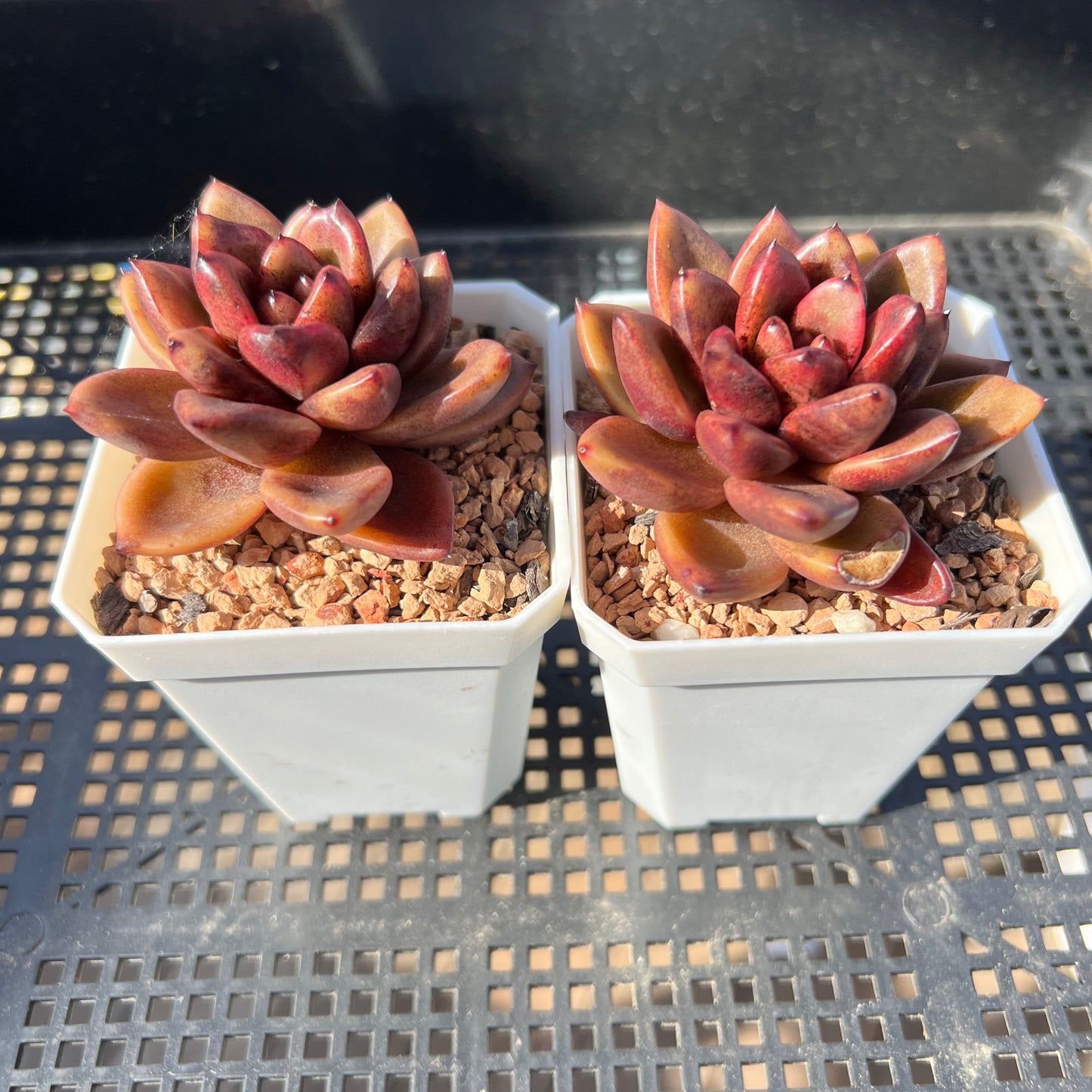 Echeveria Abundant Rose