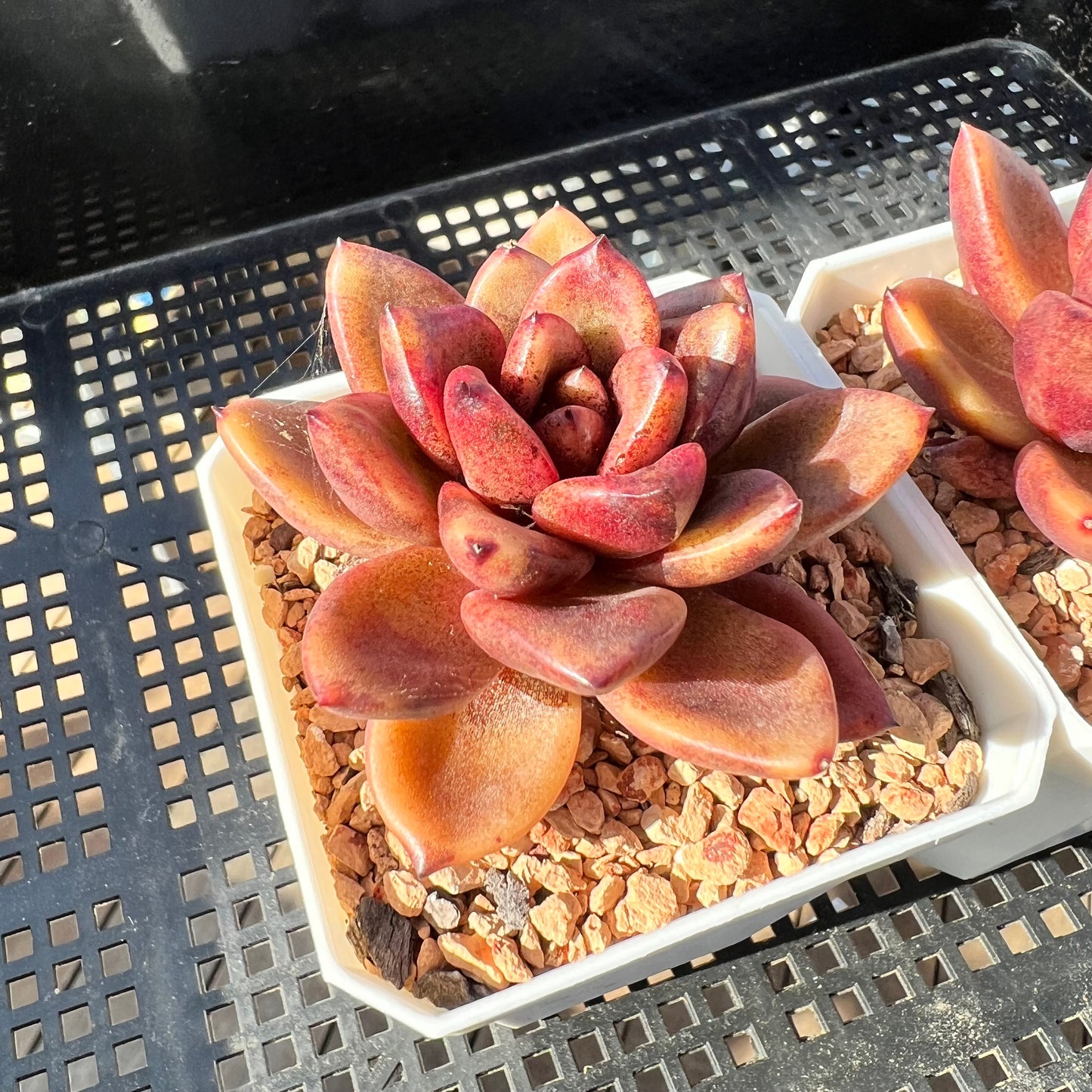 Echeveria Abundant Rose