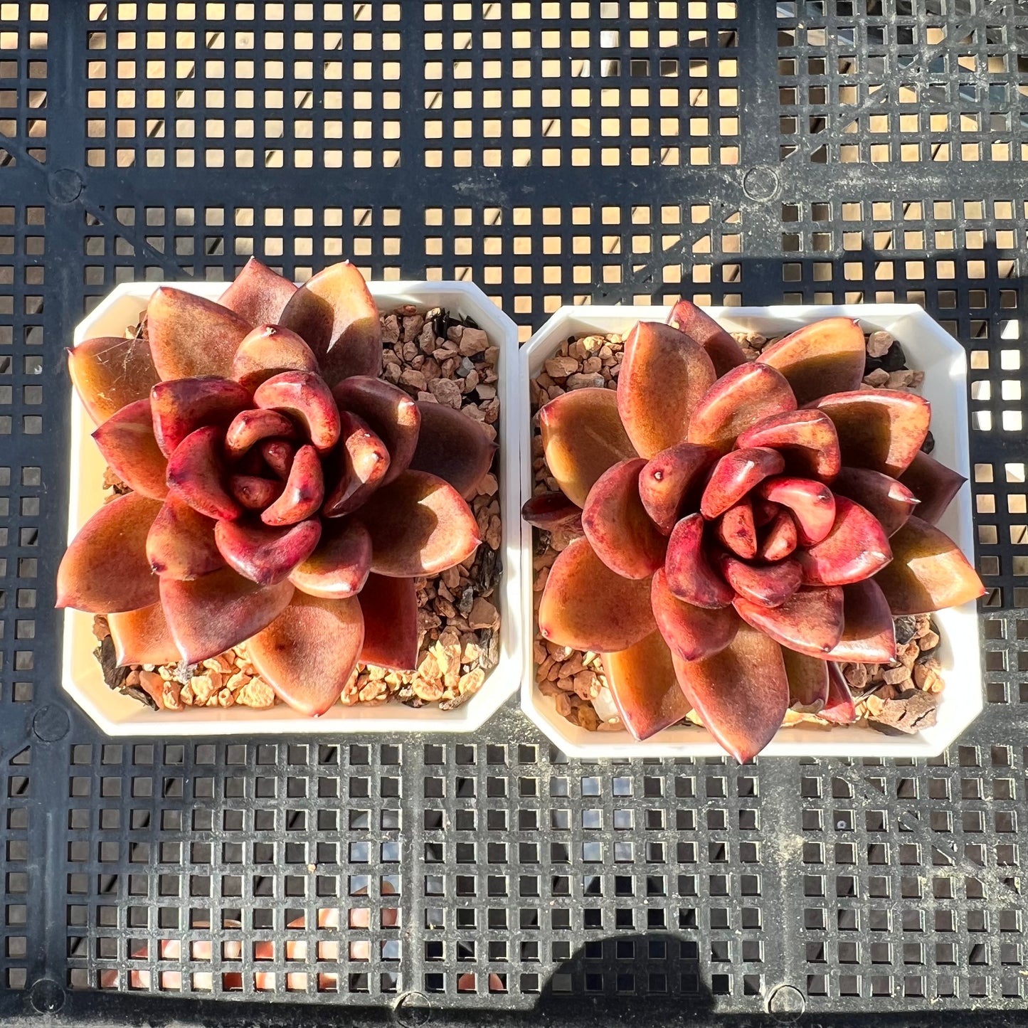 Echeveria Abundant Rose