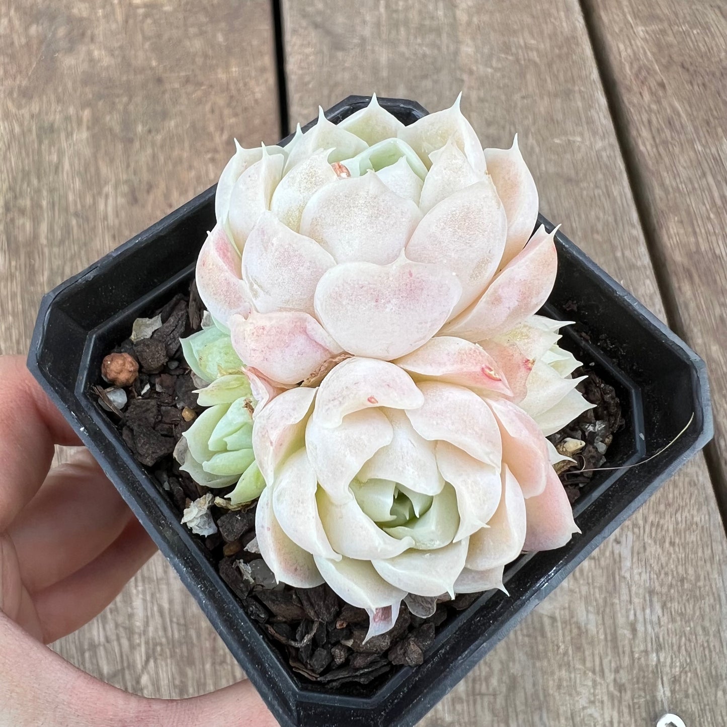 0310 韩系白月影