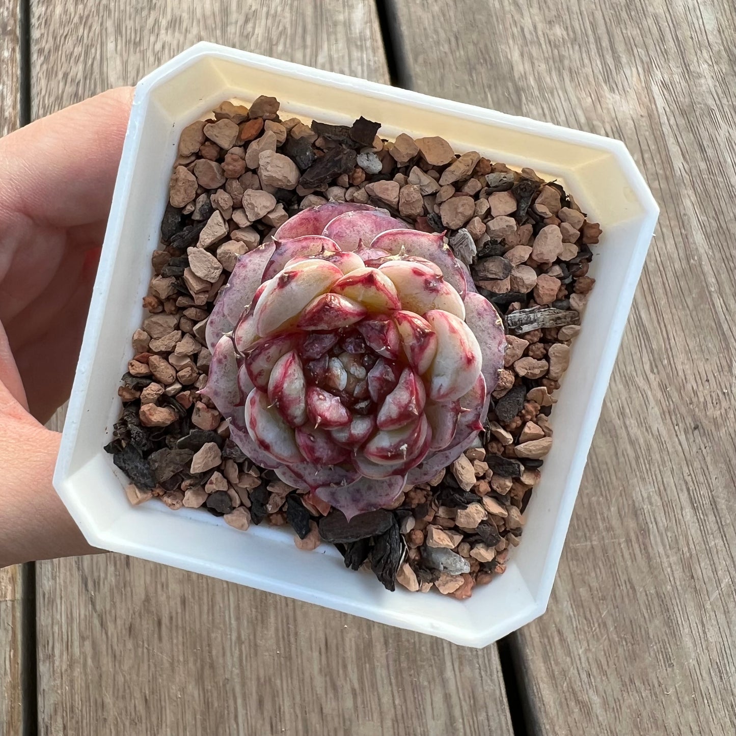 0310 Echeveria Red Velvet