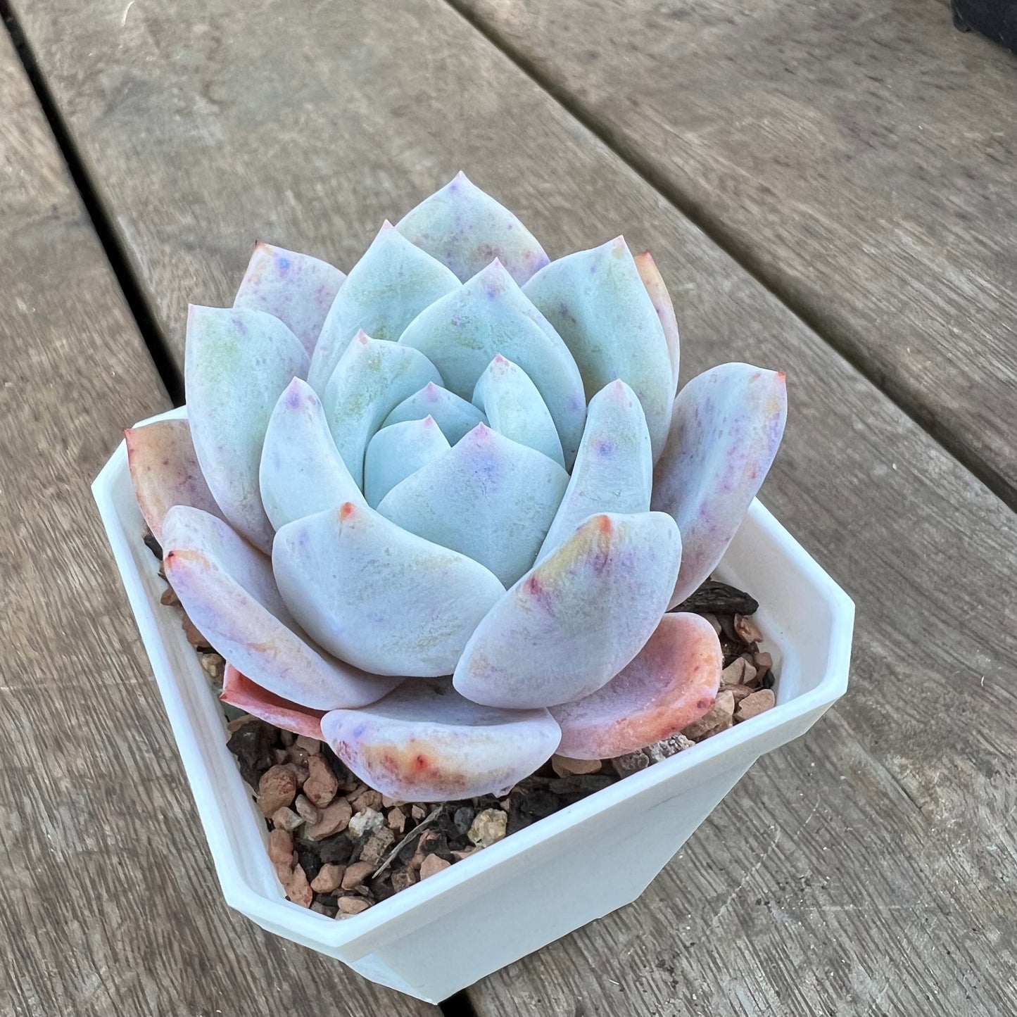 0310 Echeveria Trumso