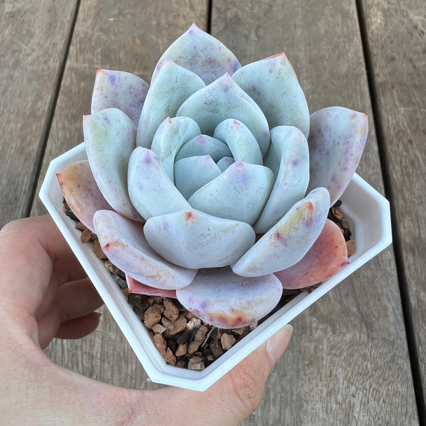 0310 Echeveria Trumso