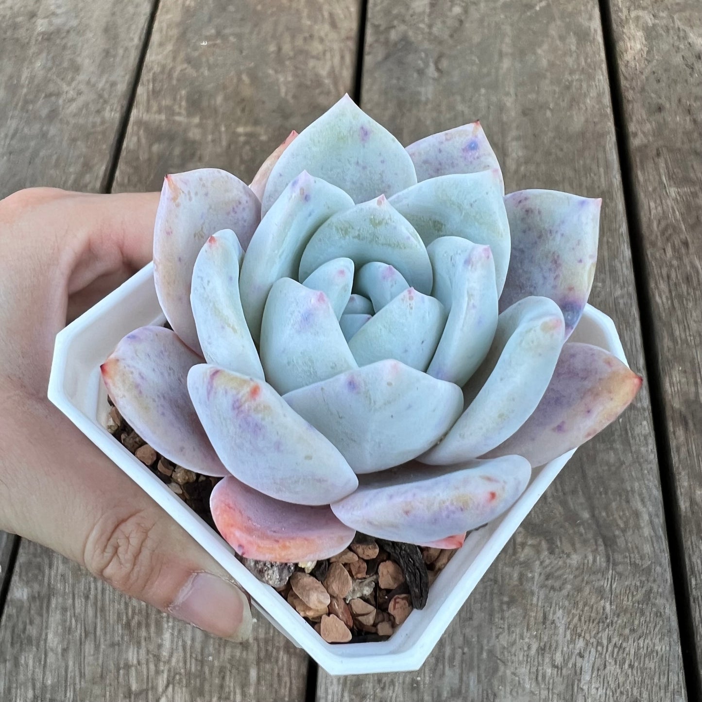 0310 Echeveria Trumso