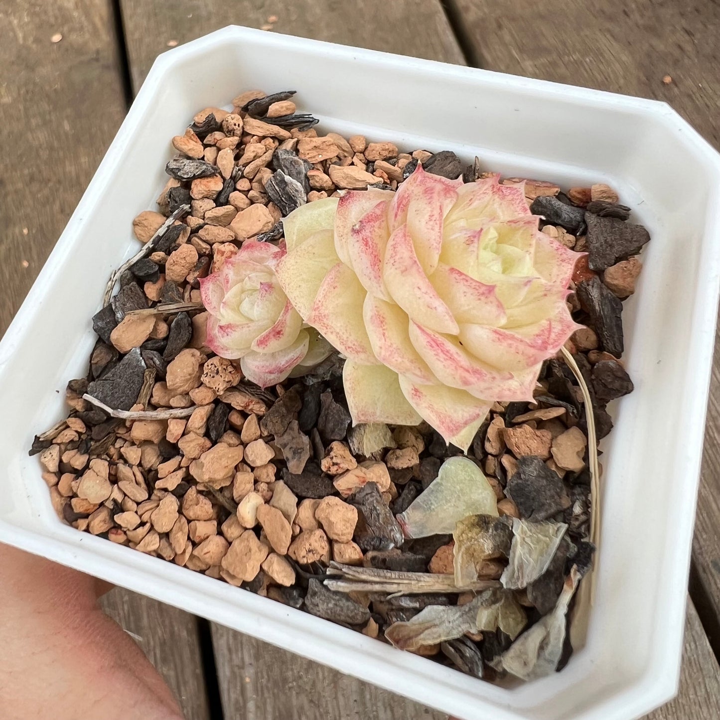 0310 女王系列 - 钻石女王