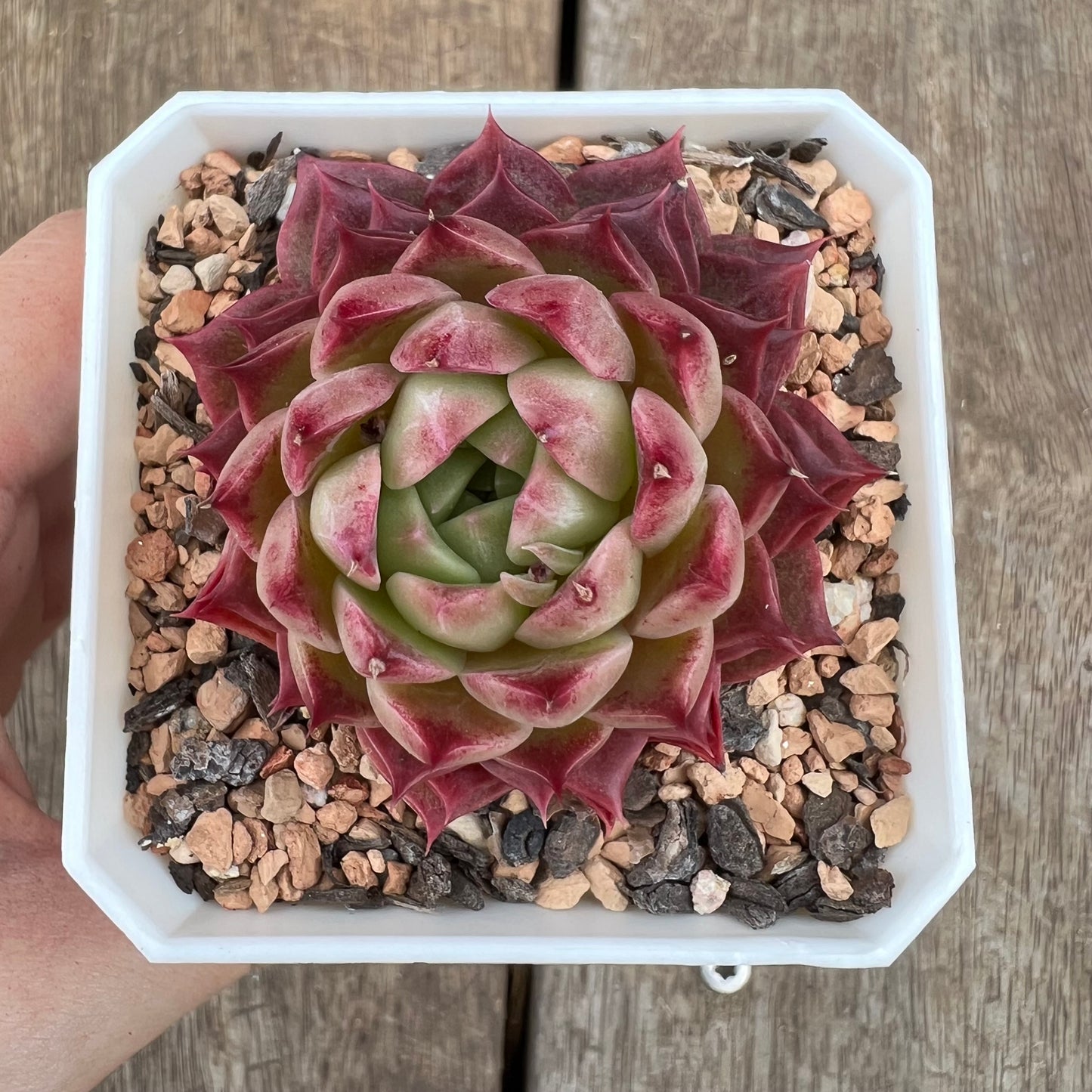 0310 女王系列 - 红女王