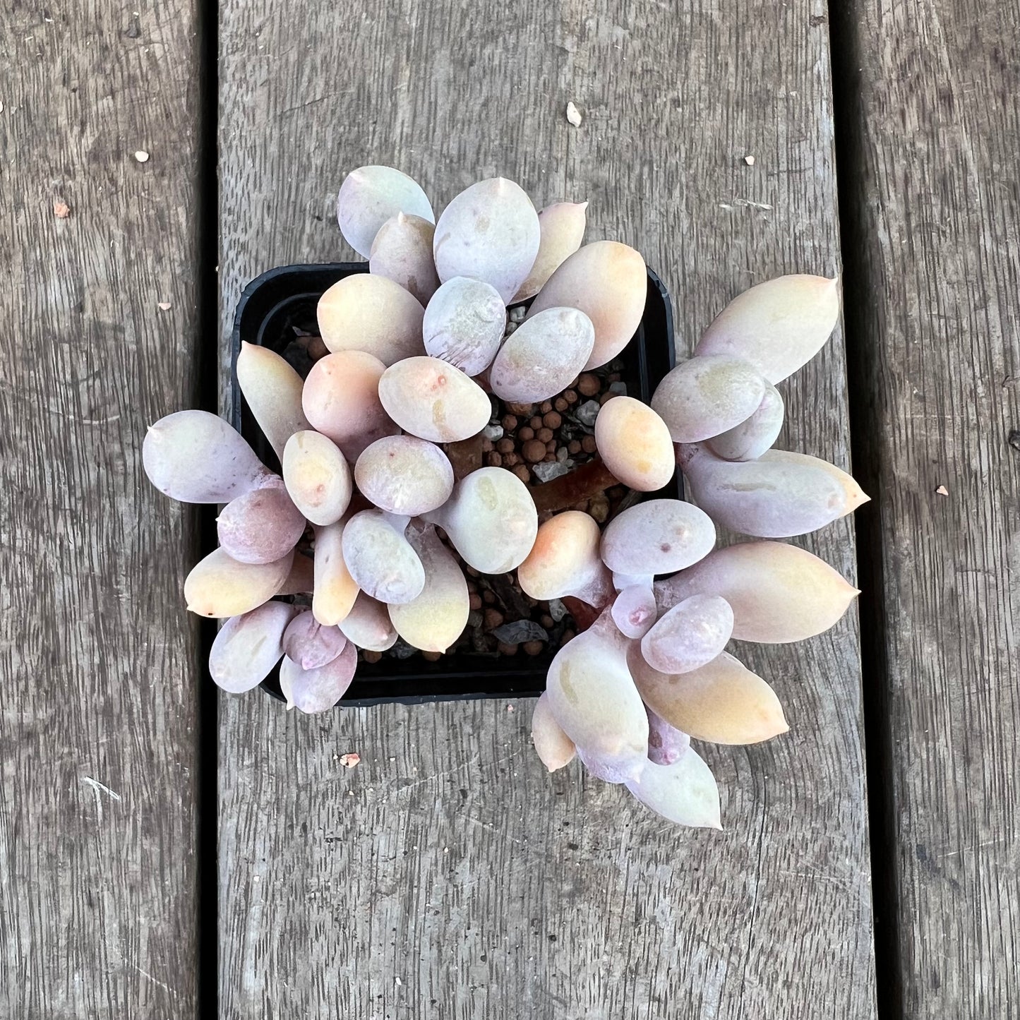 0310 Pachyphytum Apple / Pink Tips