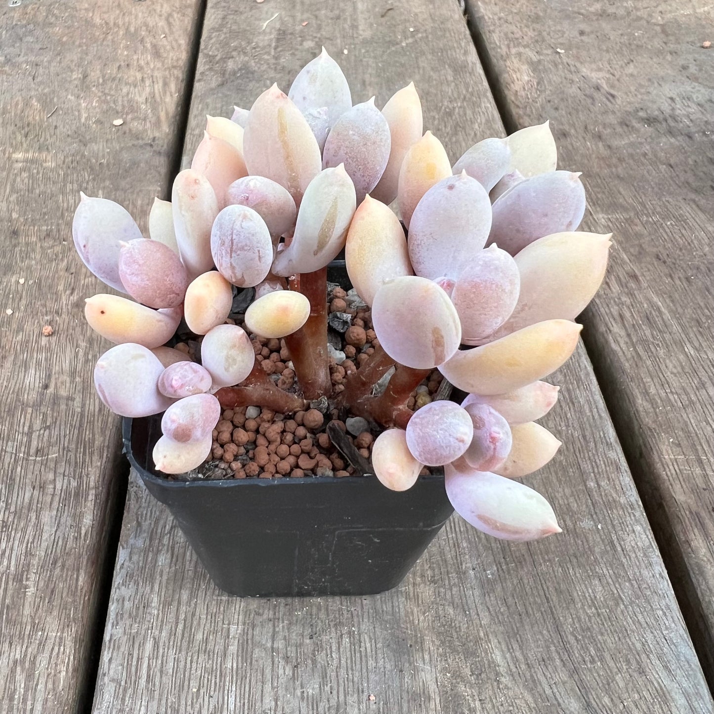 0310 Pachyphytum Apple / Pink Tips